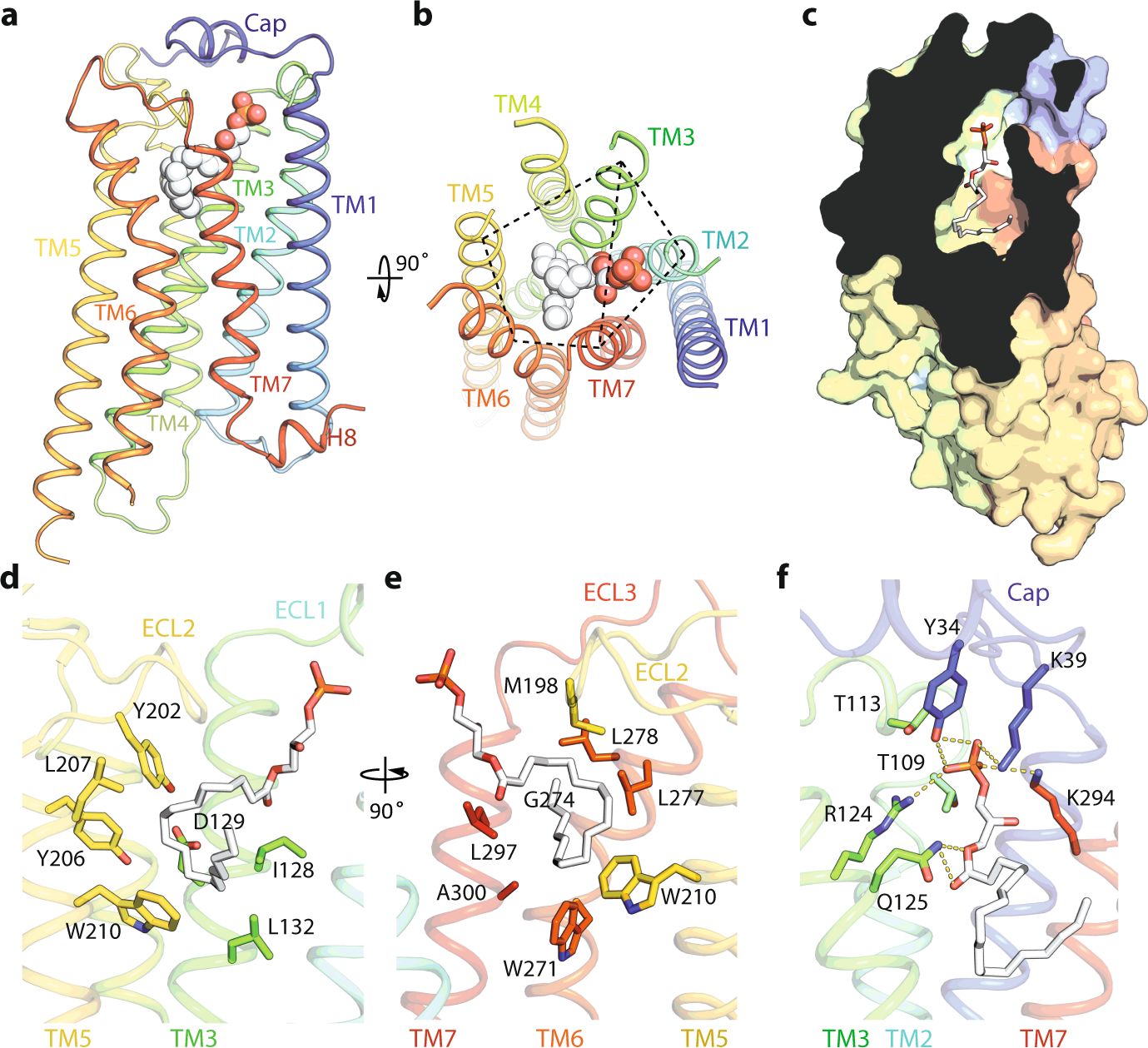 Fig. 3: The orthosteric LPA-binding pocket of the active LPA1.