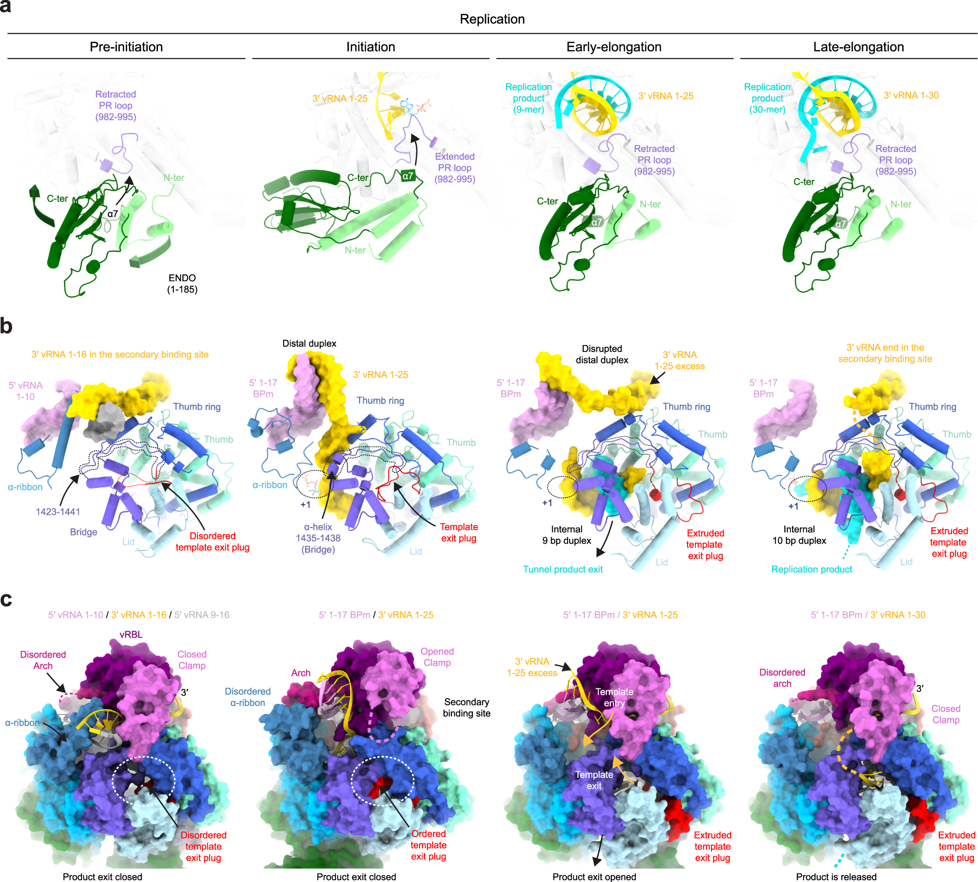 Fig. 3: Replication-induced conformational changes of LACV-LCItag_H34K.