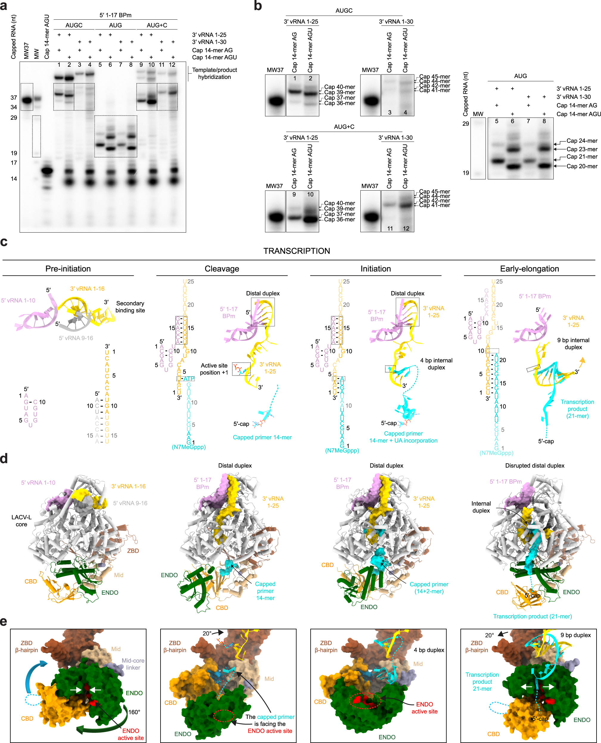 Fig. 4: Overview of LACV-LCItag_H34K activity and cryo-EM structures in transcription.