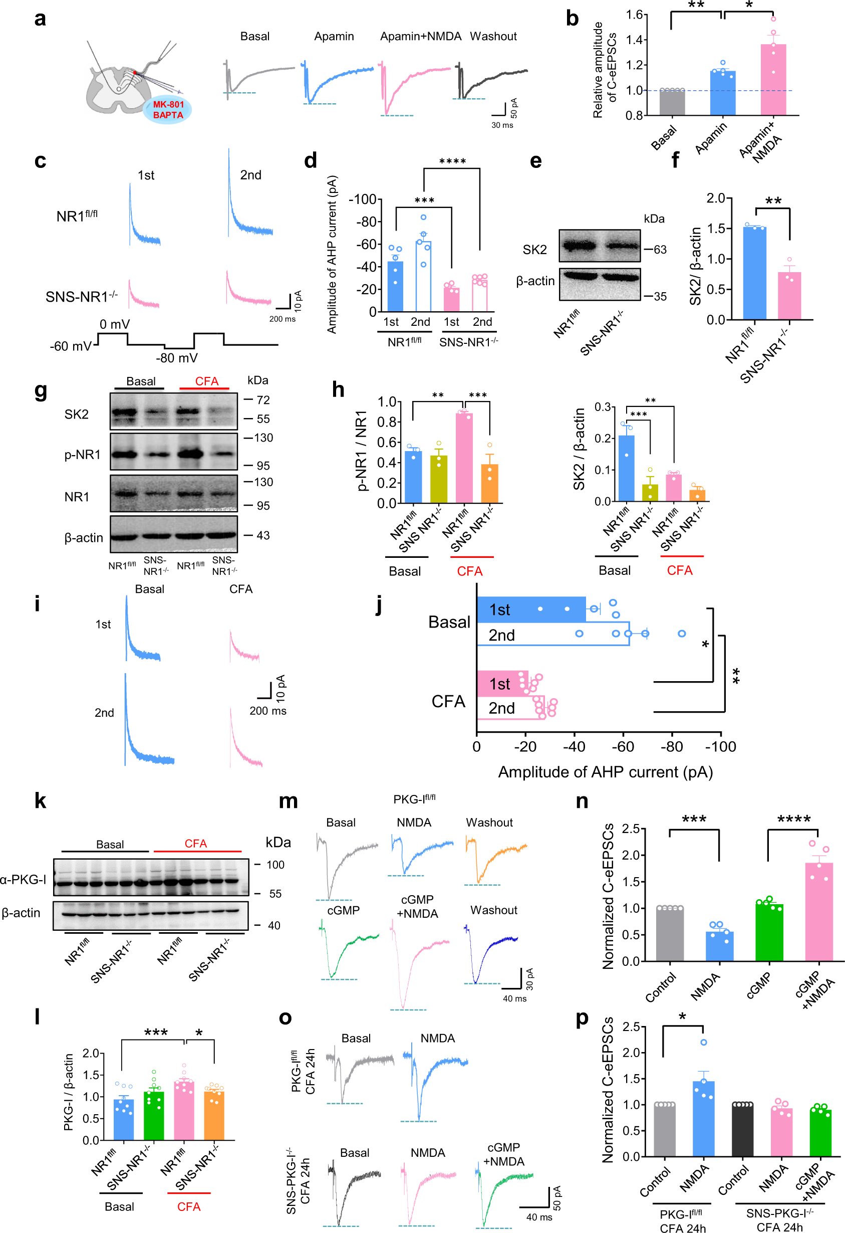 Fig. 5: Molecular mechanisms underlying state-dependent modulation of spinal synaptic transmission by PreNMDARs in spinal terminals of nociceptors.