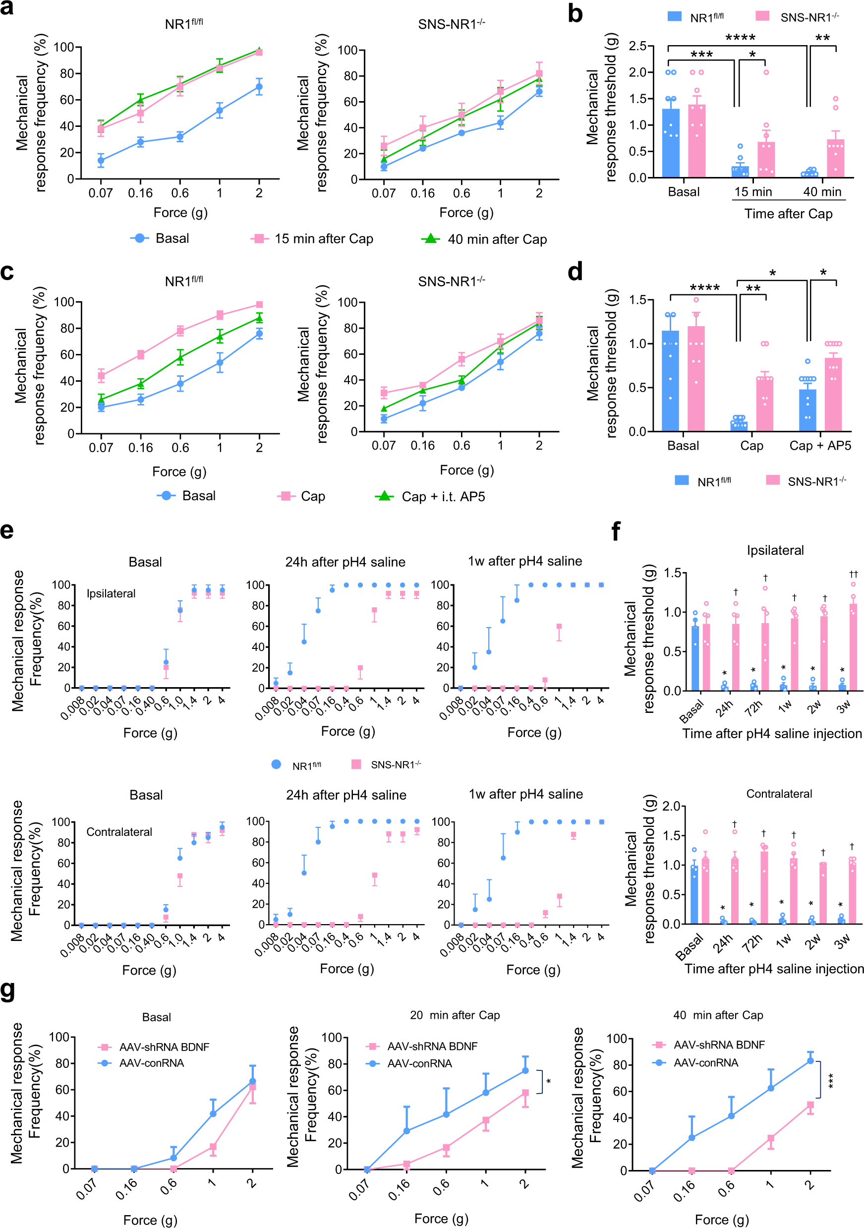Fig. 7: PreNMDARs and its downstream target BDNF in nociceptors are required for the behavioral manifestation of nociceptive hypersensitivity.