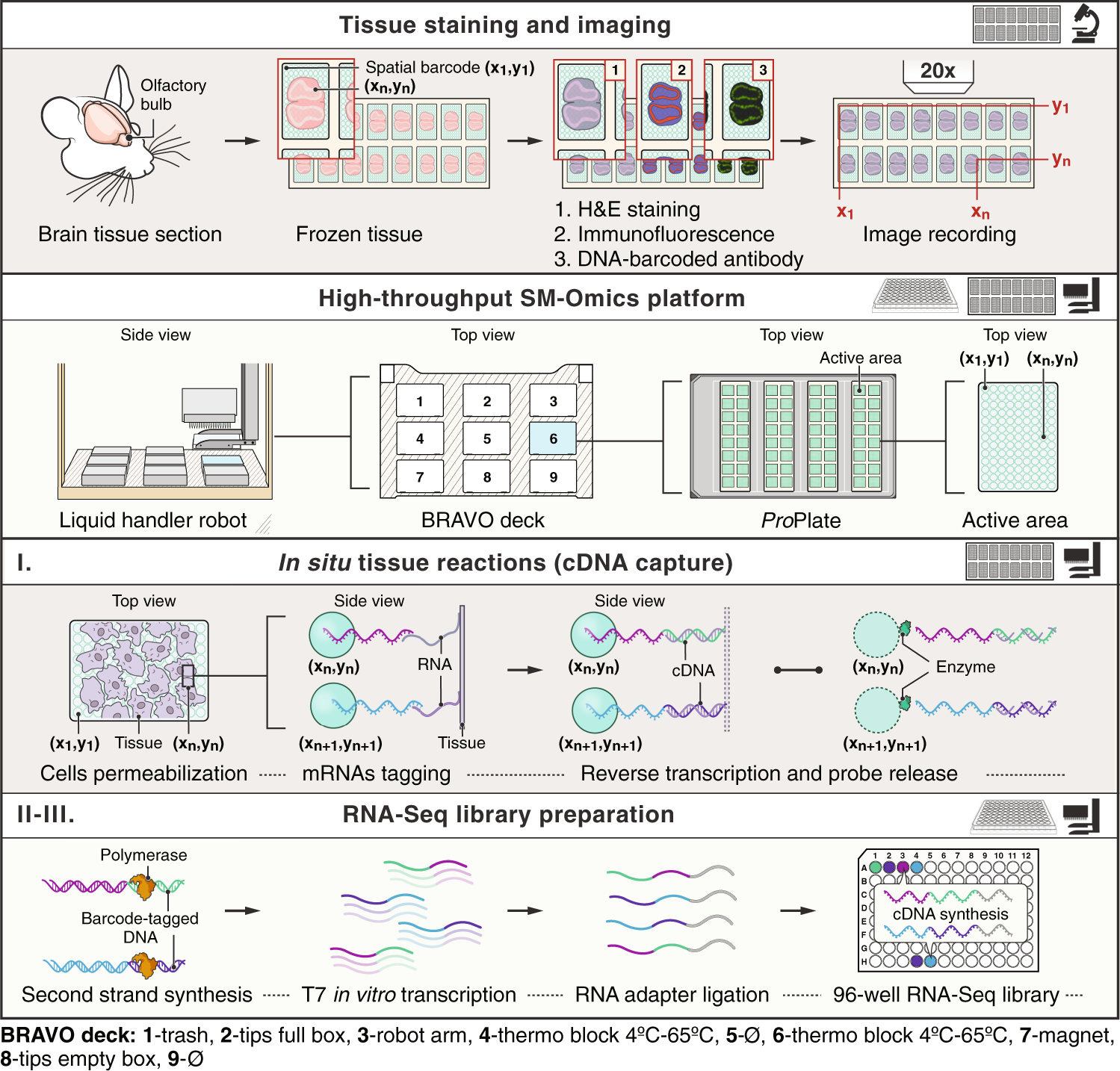 SM-Omics is an automated platform for high-throughput spatial multi-omics |  Nature Communications