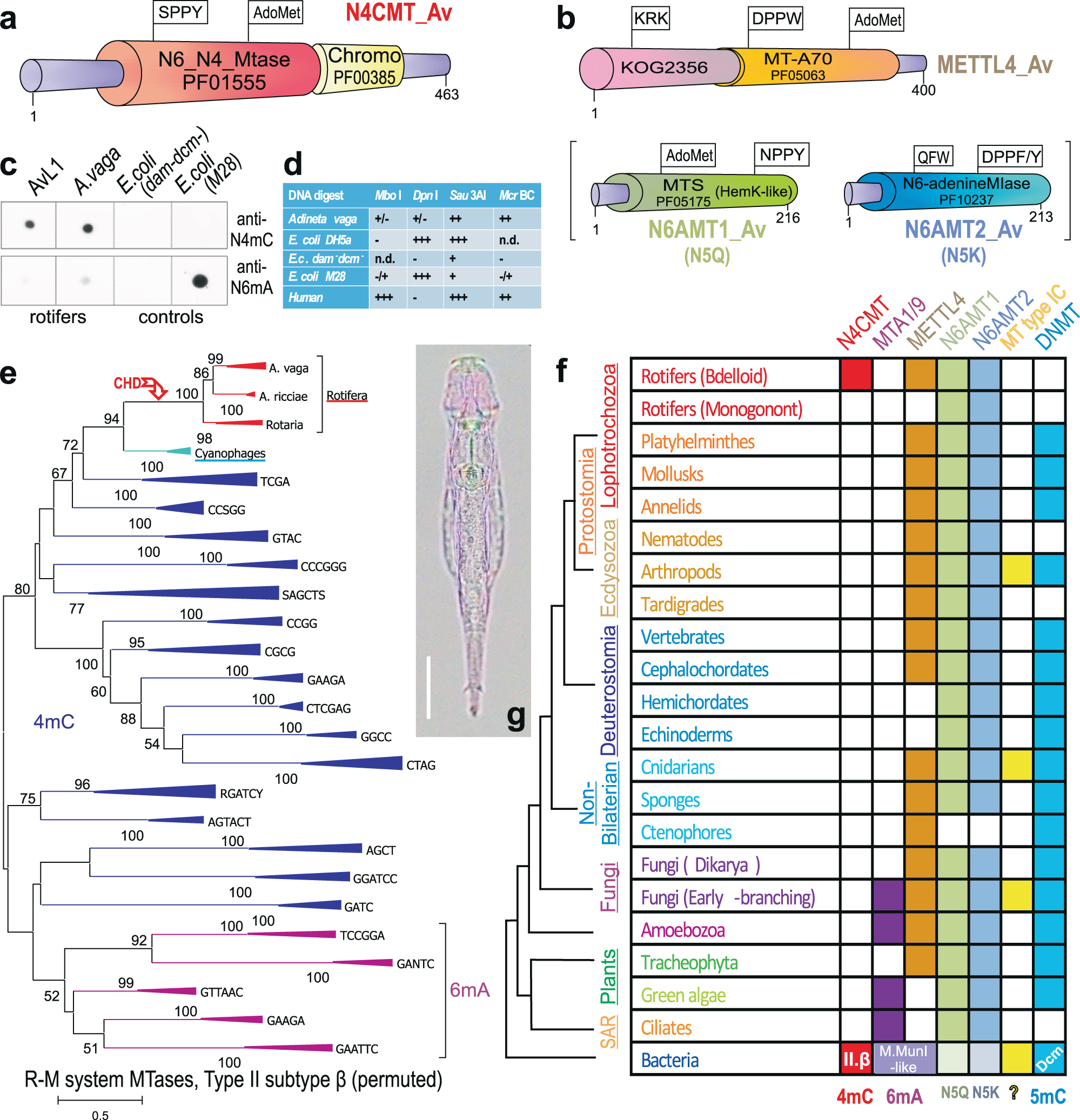 Bacterial N4-methylcytosine as an epigenetic mark in eukaryotic DNA |  Nature Communications
