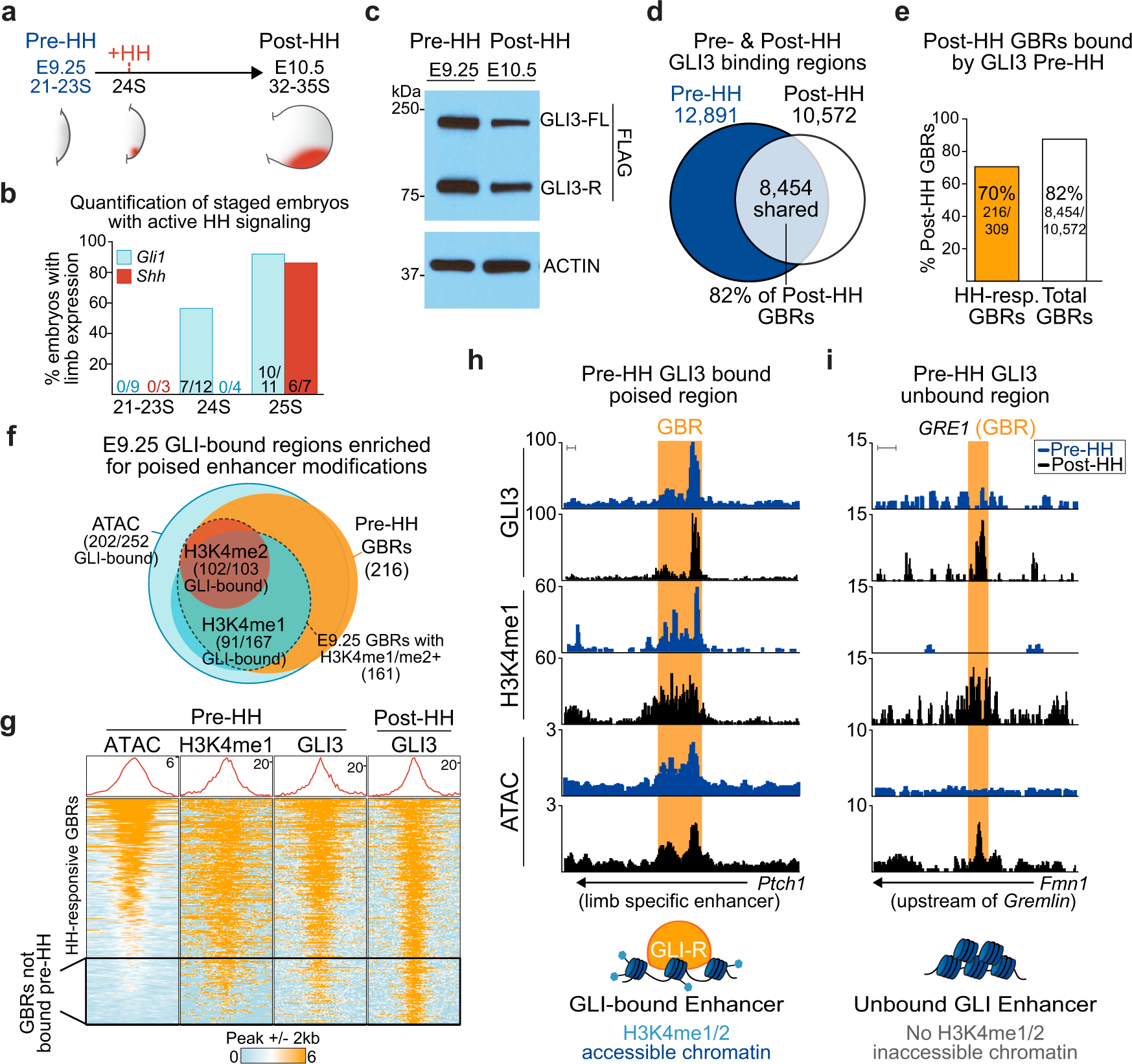 GLI transcriptional repression is inert prior to Hedgehog pathway  activation