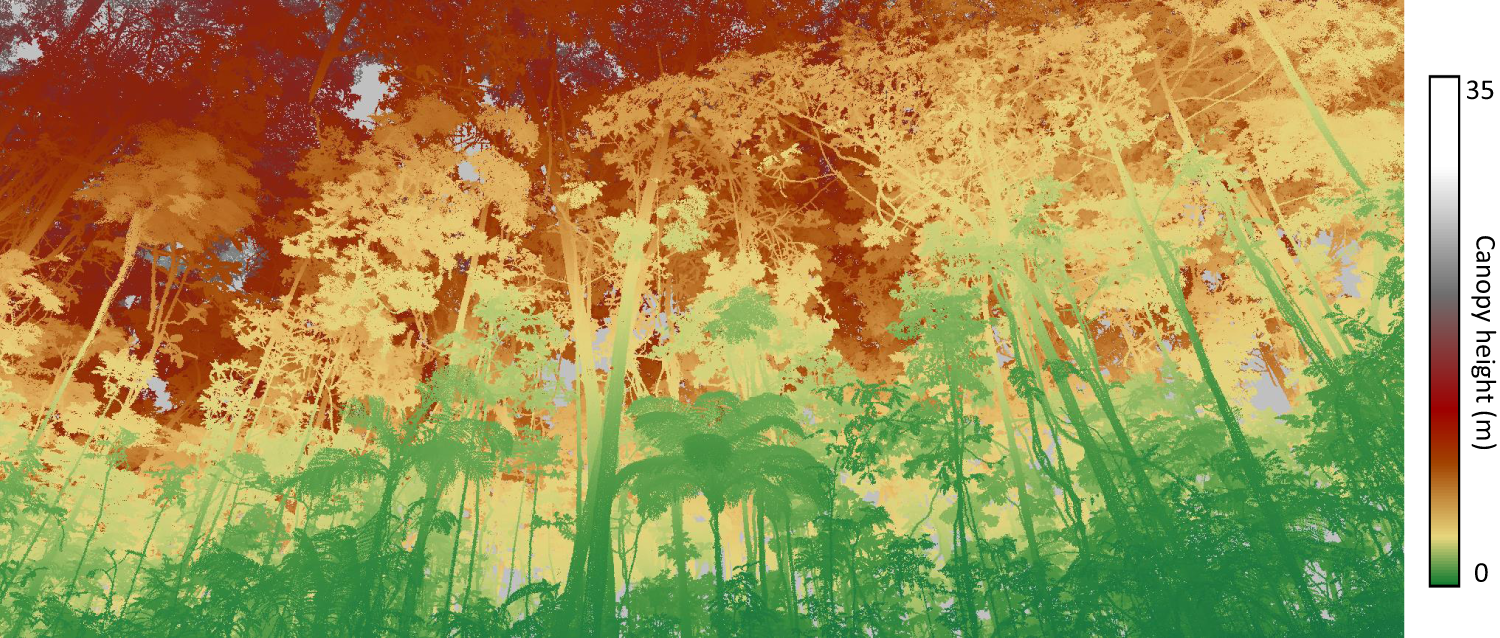 Forest fragmentation impacts the seasonality of Amazonian evergreen  canopies | Nature Communications