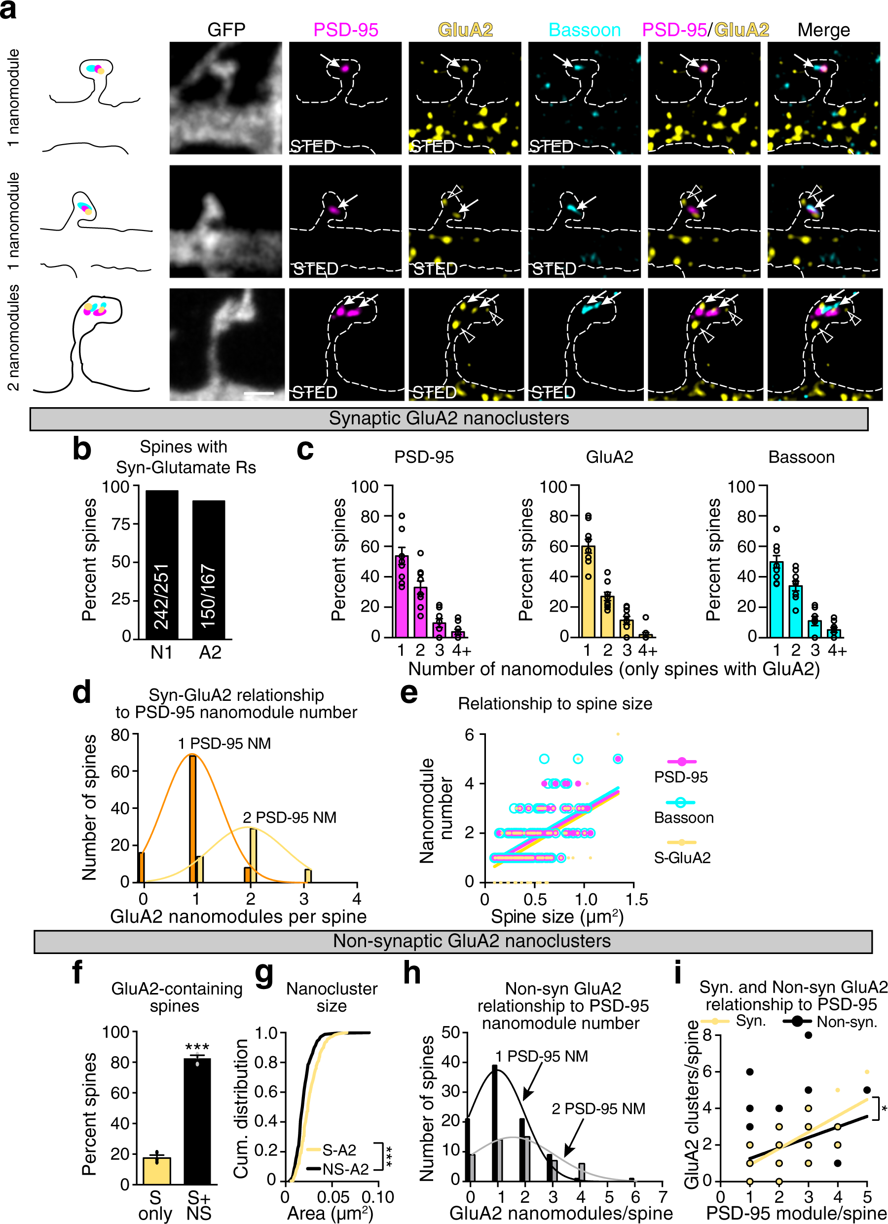 Neurexin-3 subsynaptic densities are spatially distinct from Neurexin-1 and  essential for excitatory synapse nanoscale organization in the hippocampus