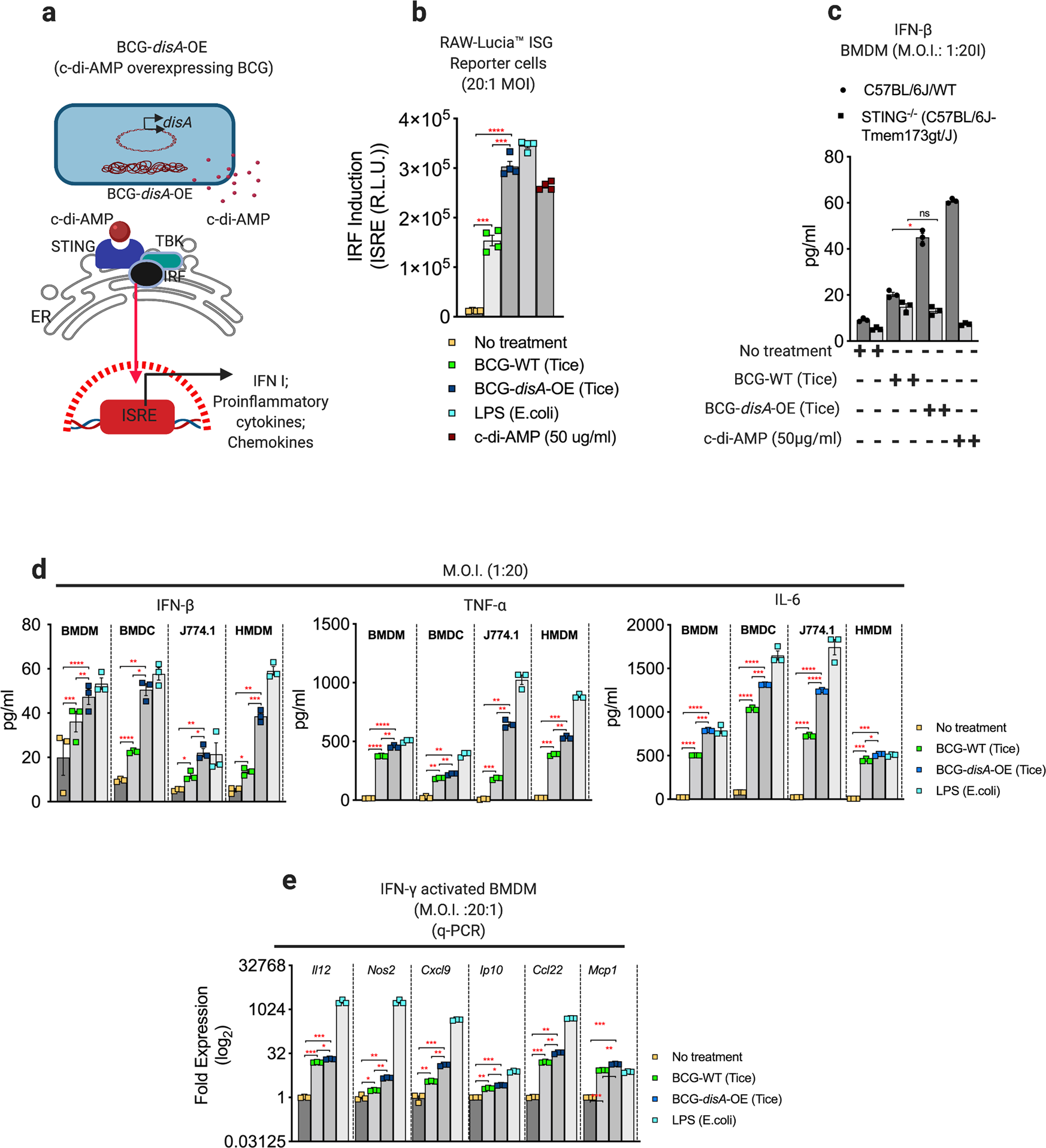 Re-engineered BCG overexpressing cyclic di-AMP augments trained immunity  and exhibits improved efficacy against bladder cancer | Nature  Communications