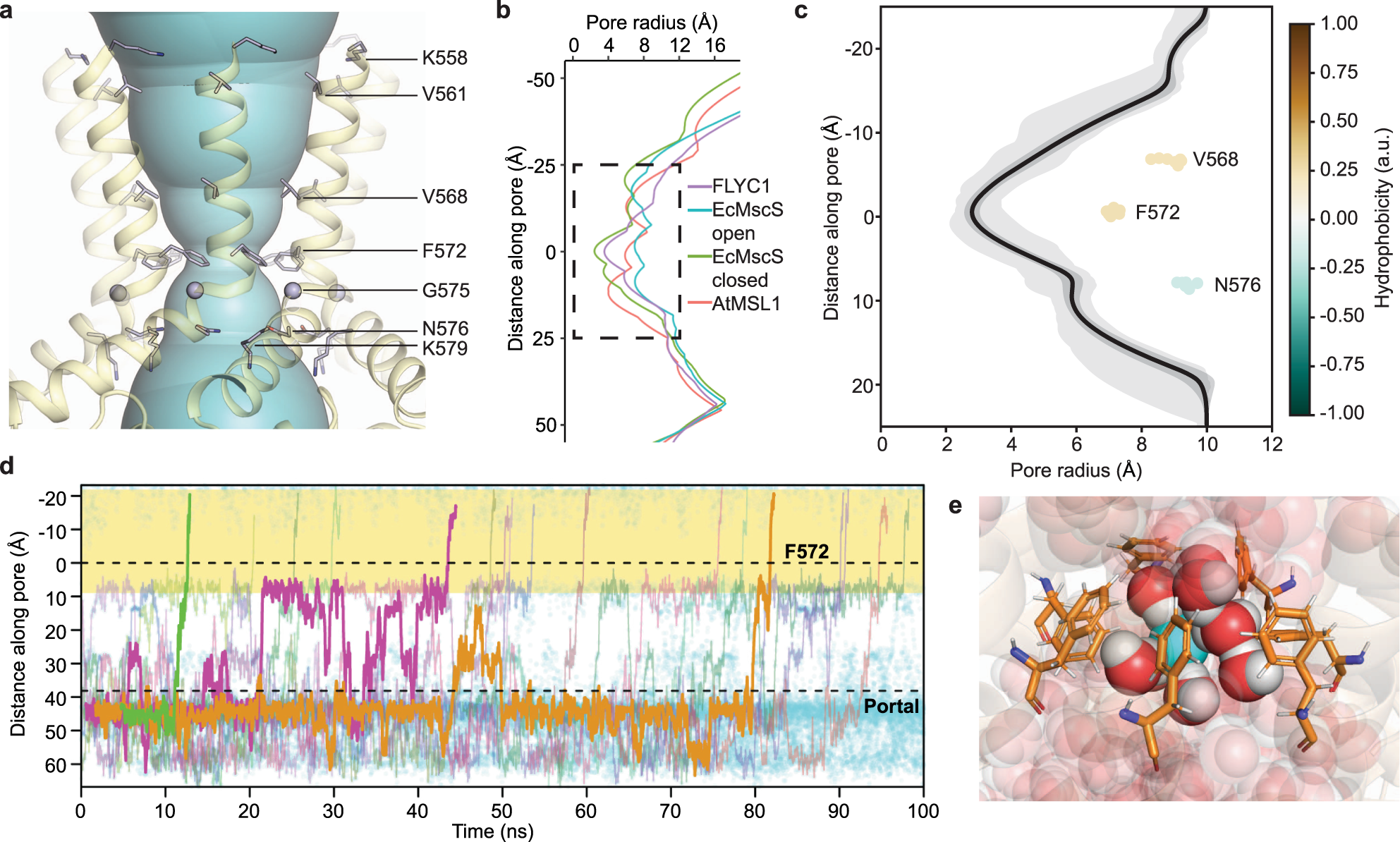 Fig. 2: Pore of FLYC1.
