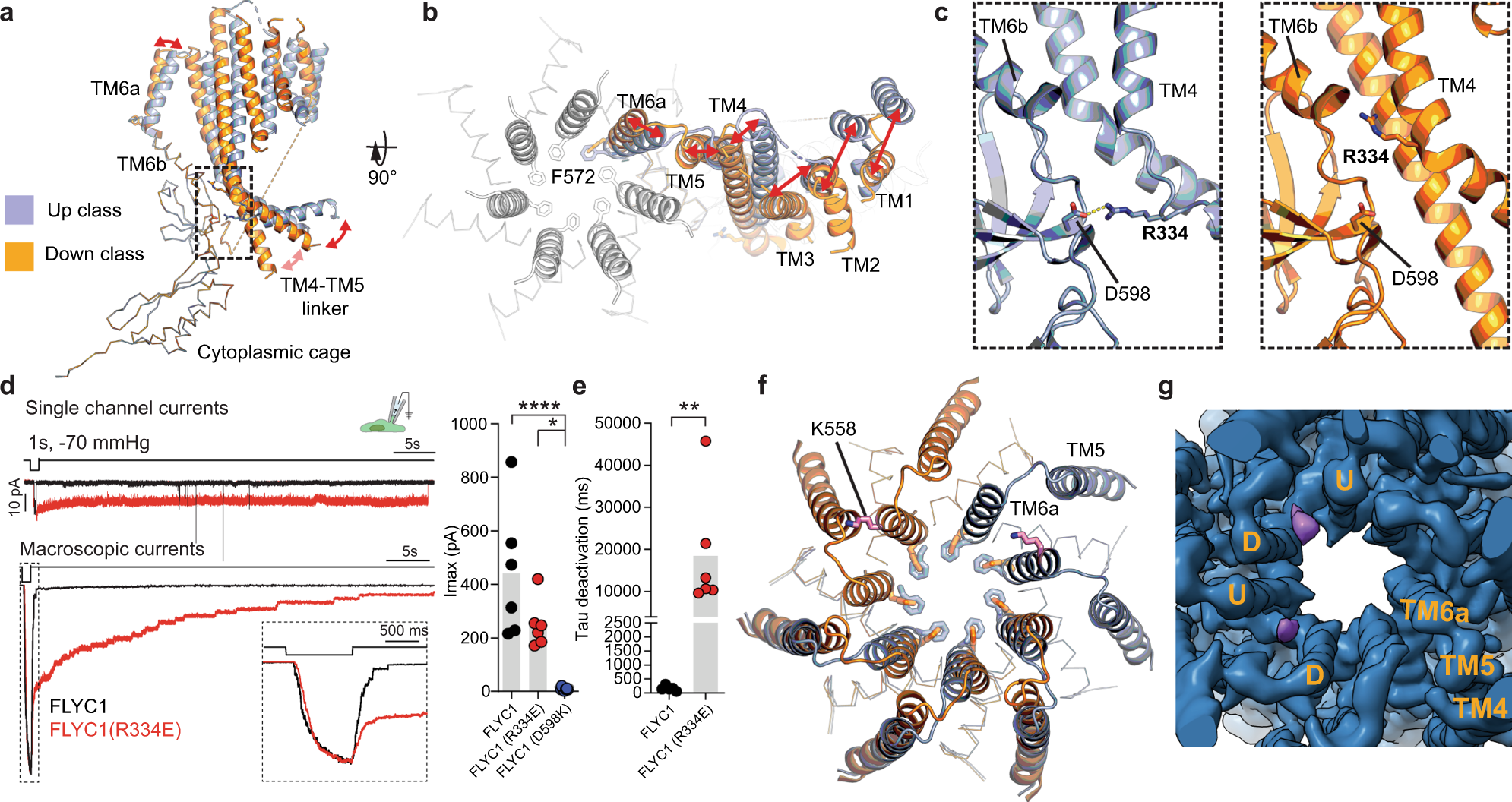 Fig. 4: Conformational dynamics of FLYC1 protomer.