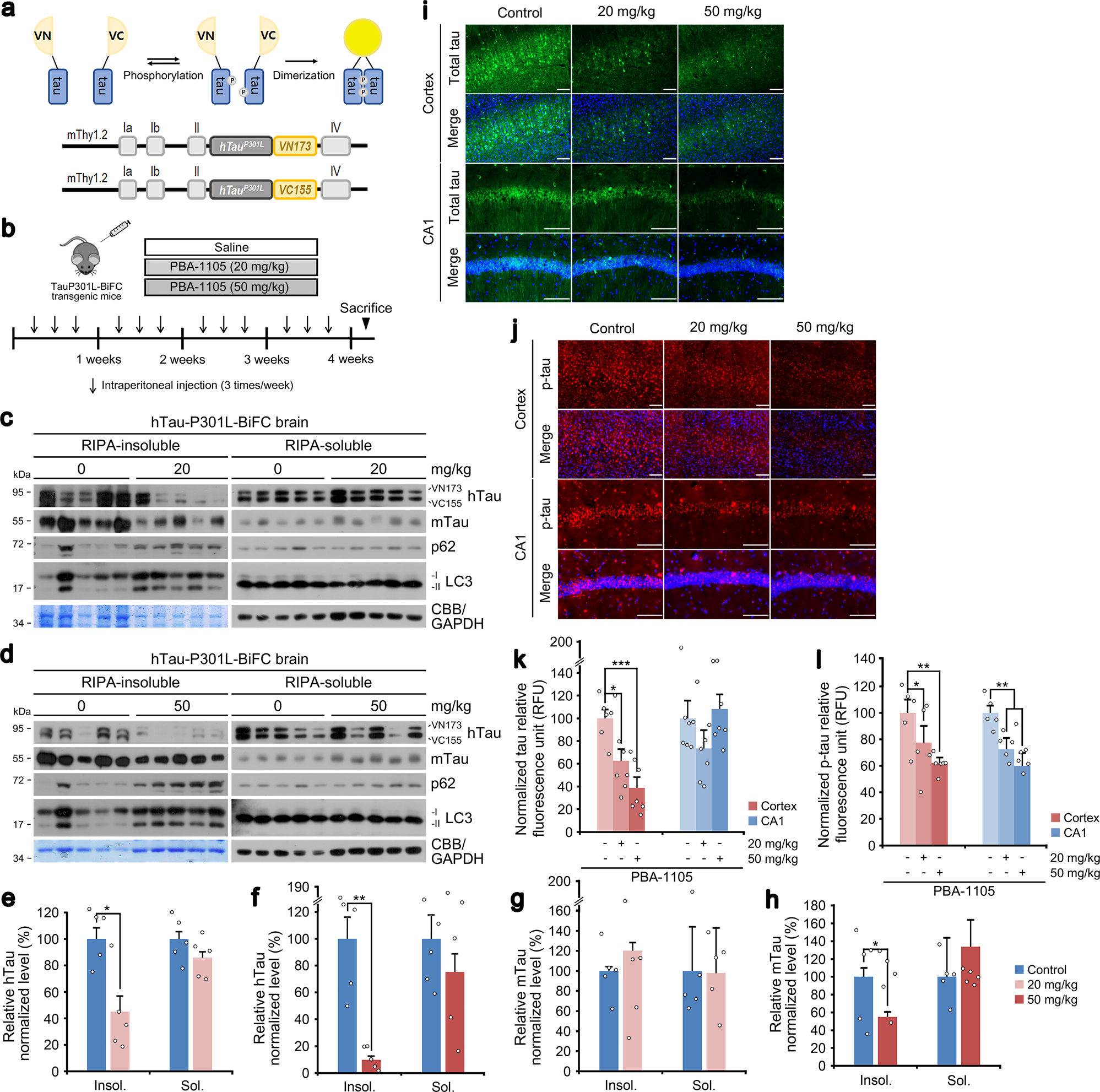 Fig. 6: Chaperone-based AUTOTAC ameliorates mutant tau pathology in brain-specific murine model.