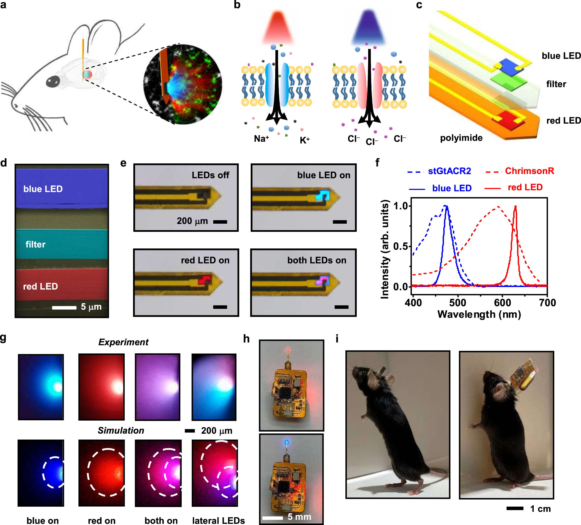 Colocalized, bidirectional optogenetic modulations in freely behaving mice  with a wireless dual-color optoelectronic probe | Nature Communications