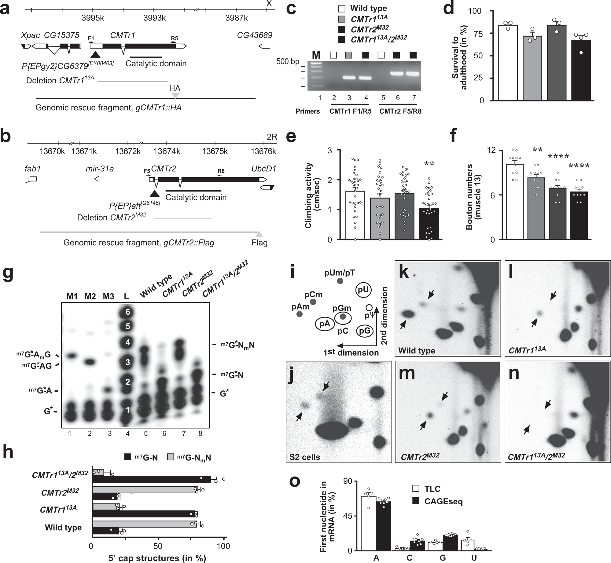 CMTr cap-adjacent 2′-O-ribose mRNA methyltransferases are required for  reward learning and mRNA localization to synapses | Nature Communications