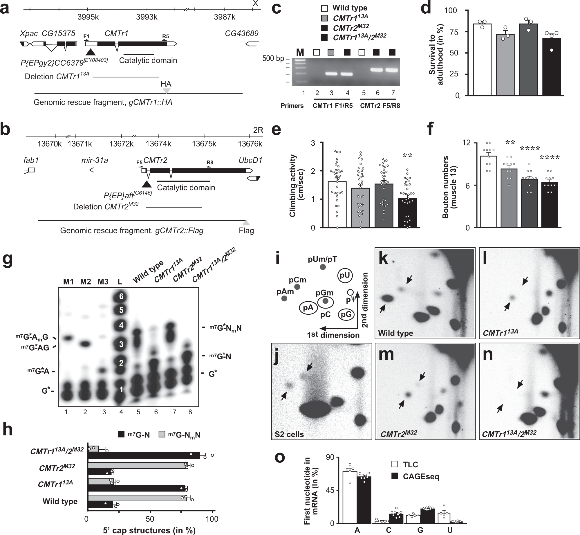 Cmtr Cap Adjacent 2 O Ribose Mrna Methyltransferases Are Required For Reward Learning And Mrna Localization To Synapses Nature Communications