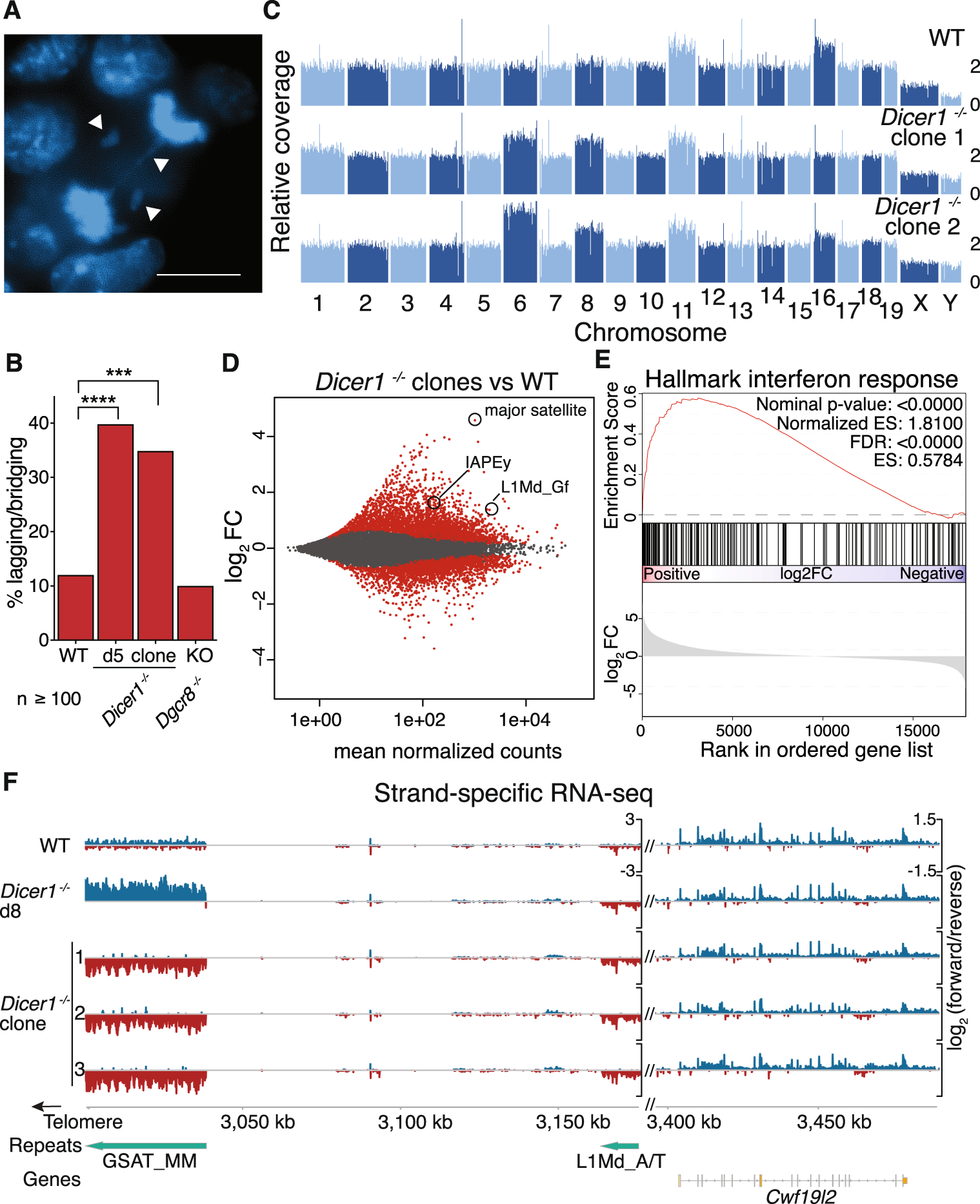 Dicer promotes genome stability via the bromodomain transcriptional  co-activator BRD4 | Nature Communications