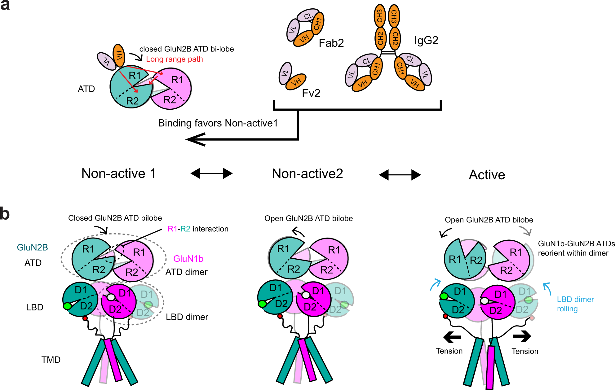 Fig. 9: Potential mechanism of inhibition by Fv2, Fab2, or IgG2.