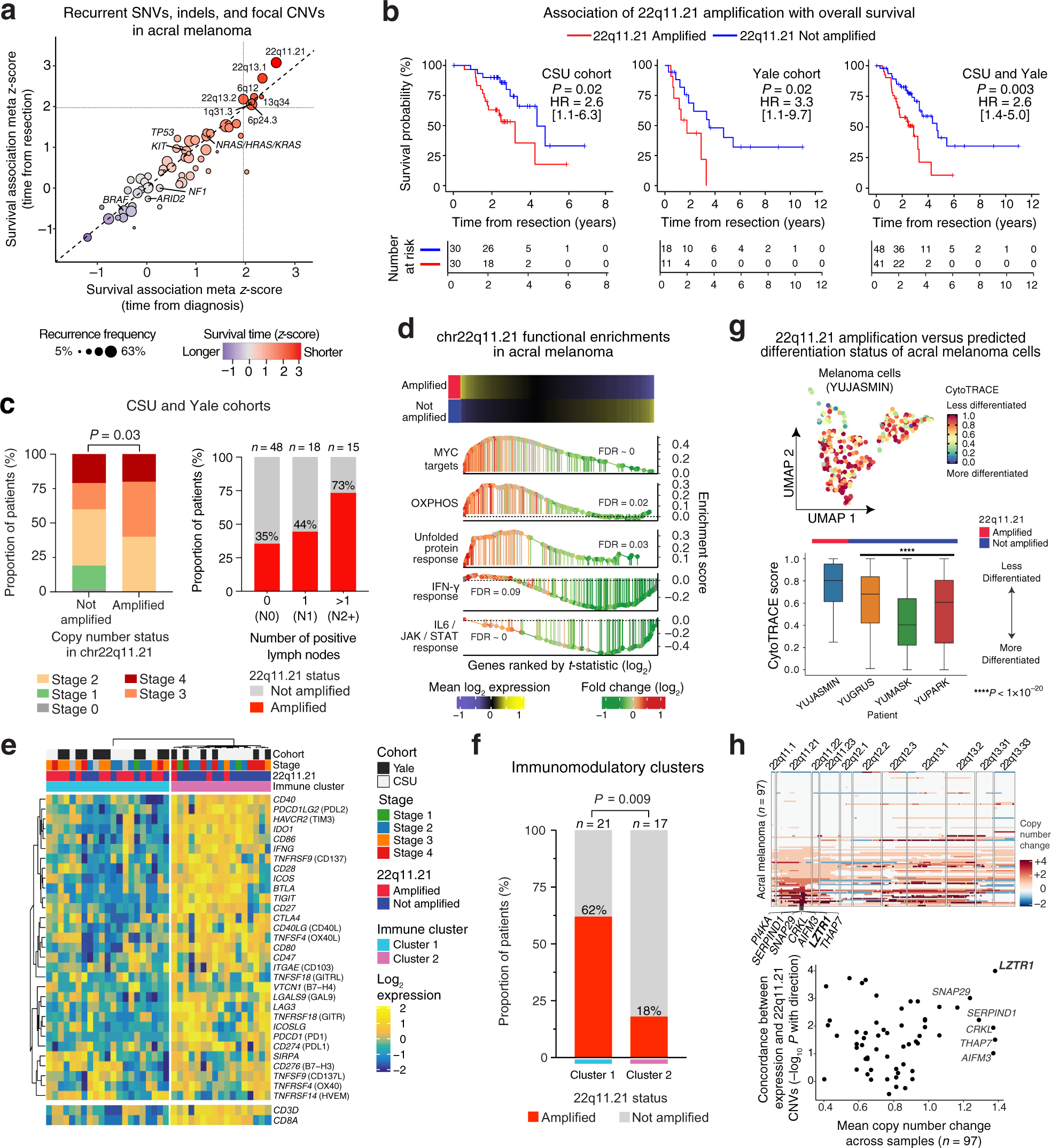 Fig. 2: Focal amplifications in 22q11.21 are linked to shorter survival time, regional metastasis, and depletion of immunomodulatory programs in acral melanoma.