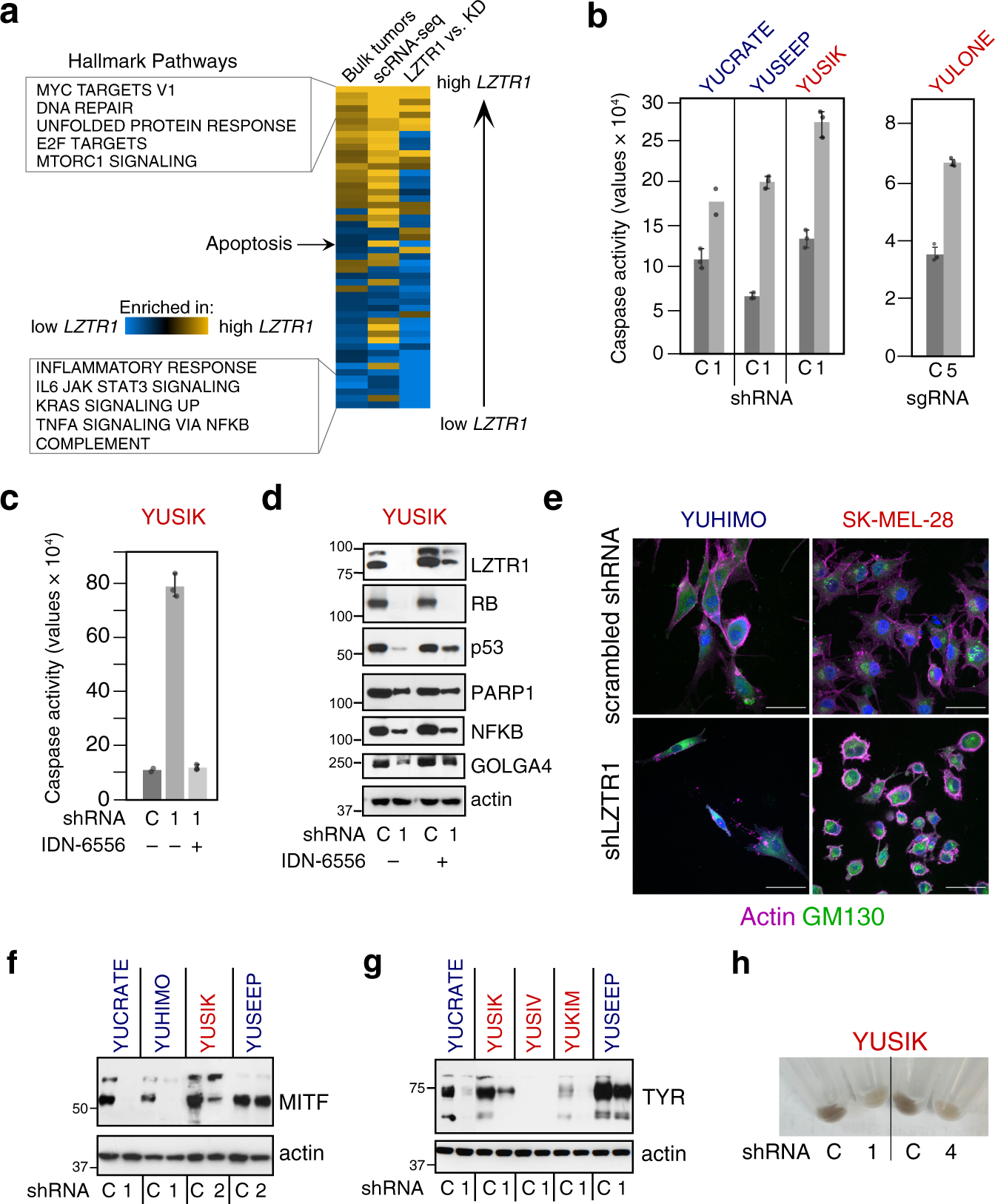 Fig. 5: Impact of LZTR1 knockdown on apoptosis and pigmentation.