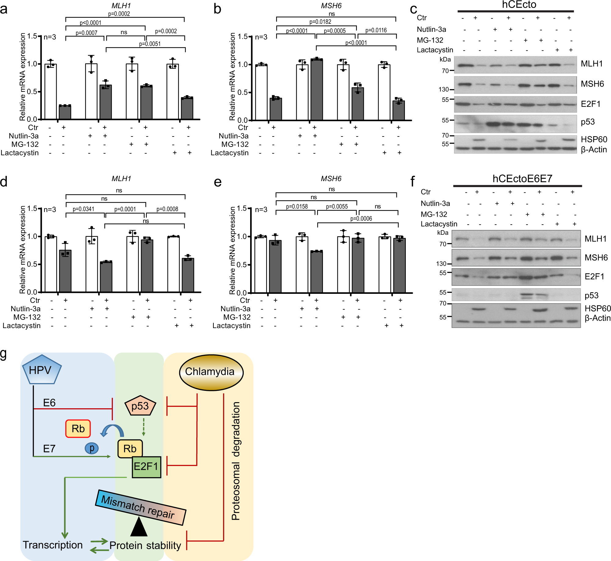 Fig. 5: Chlamydia and HPV E6E7 coinfection regulates MMR distinctly at transcriptional and translational levels.