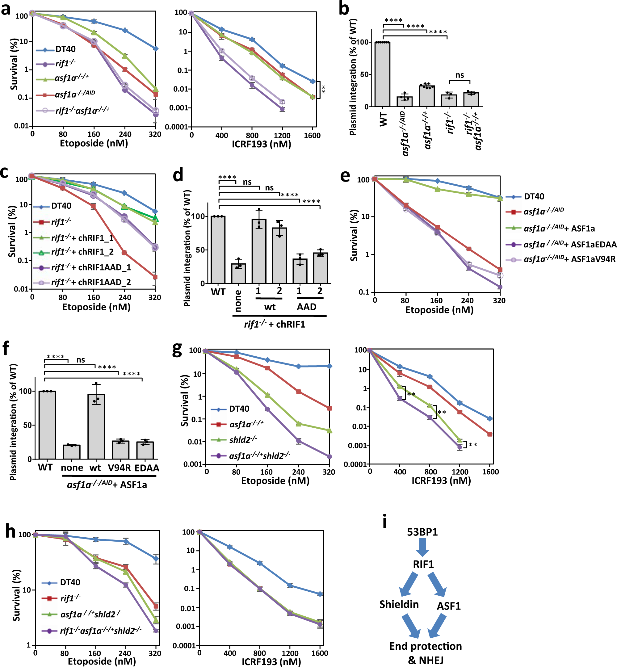 Fig. 3: ASF1 promotes NHEJ through its interaction with RIF1 and histone chaperone activity.