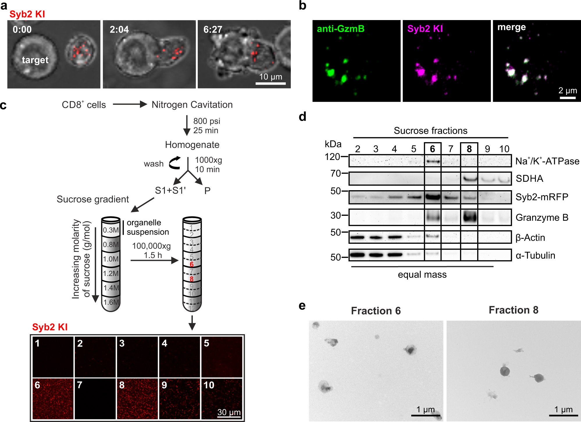 Identification of distinct cytotoxic granules as the origin of  supramolecular attack particles in T lymphocytes | Nature Communications