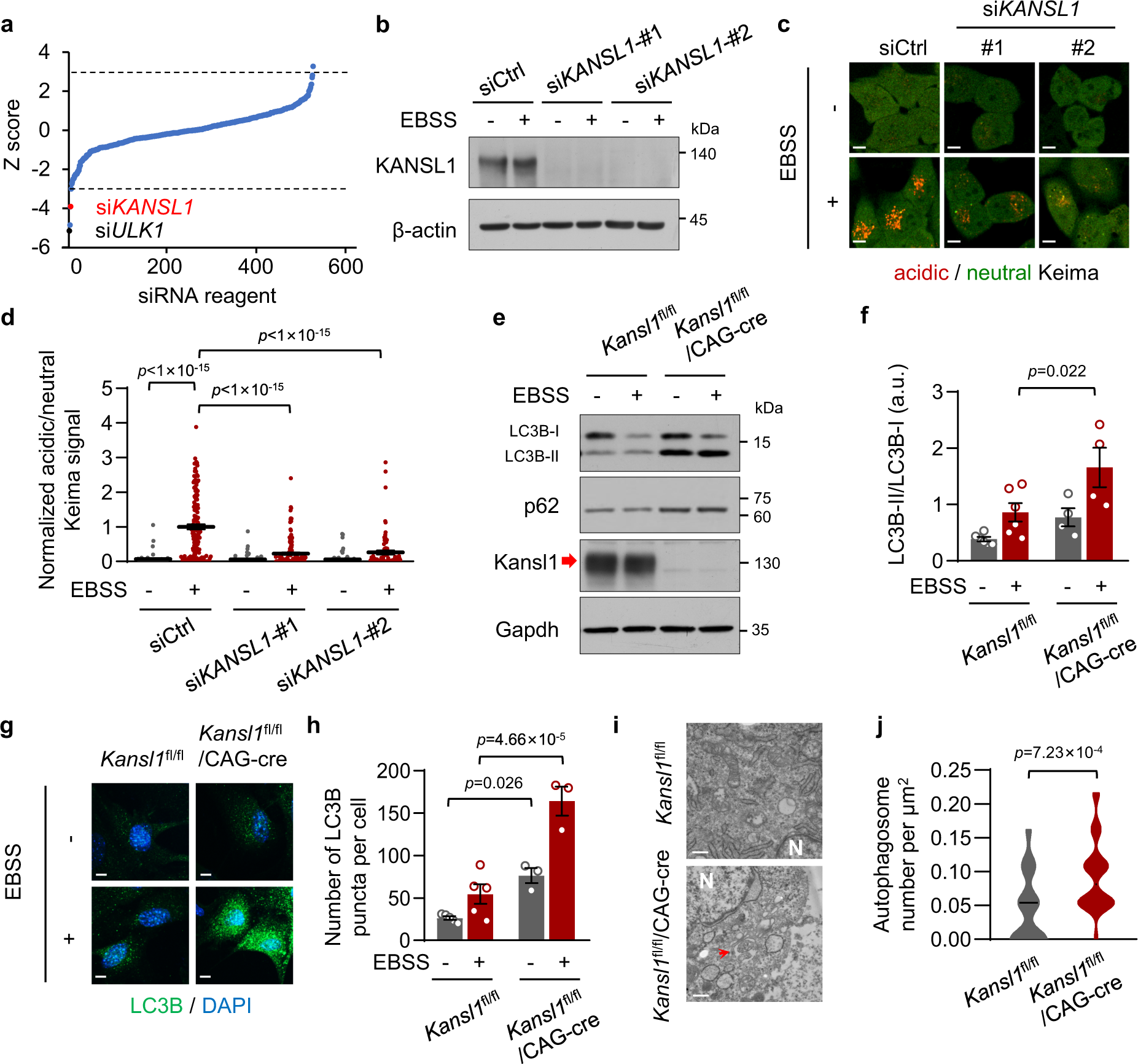 Kansl1 haploinsufficiency impairs autophagosome-lysosome fusion and links  autophagic dysfunction with Koolen-de Vries syndrome in mice | Nature  Communications