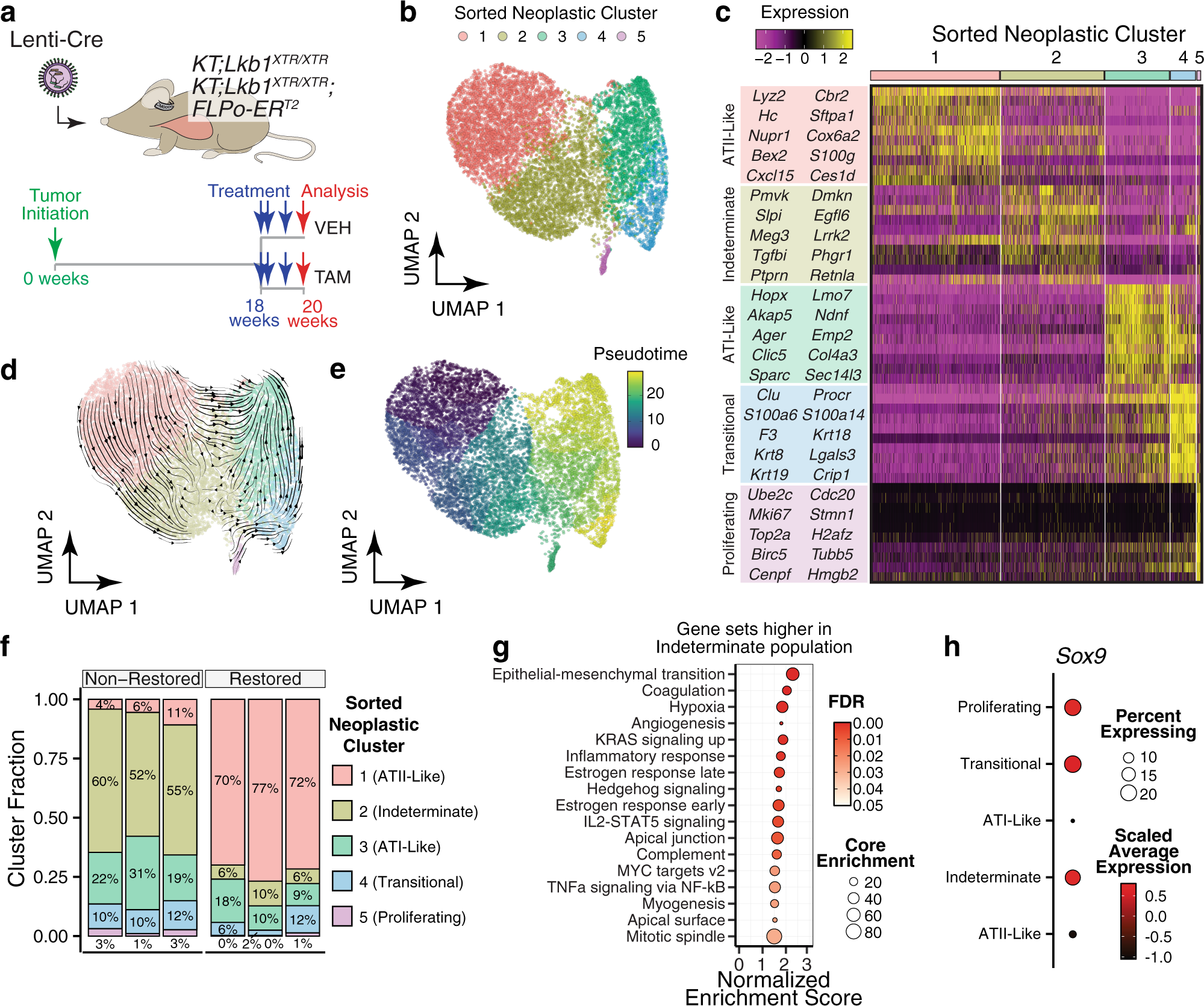 Fig. 4: Lkb1 restoration enforces an alveolar type II-like cell state.