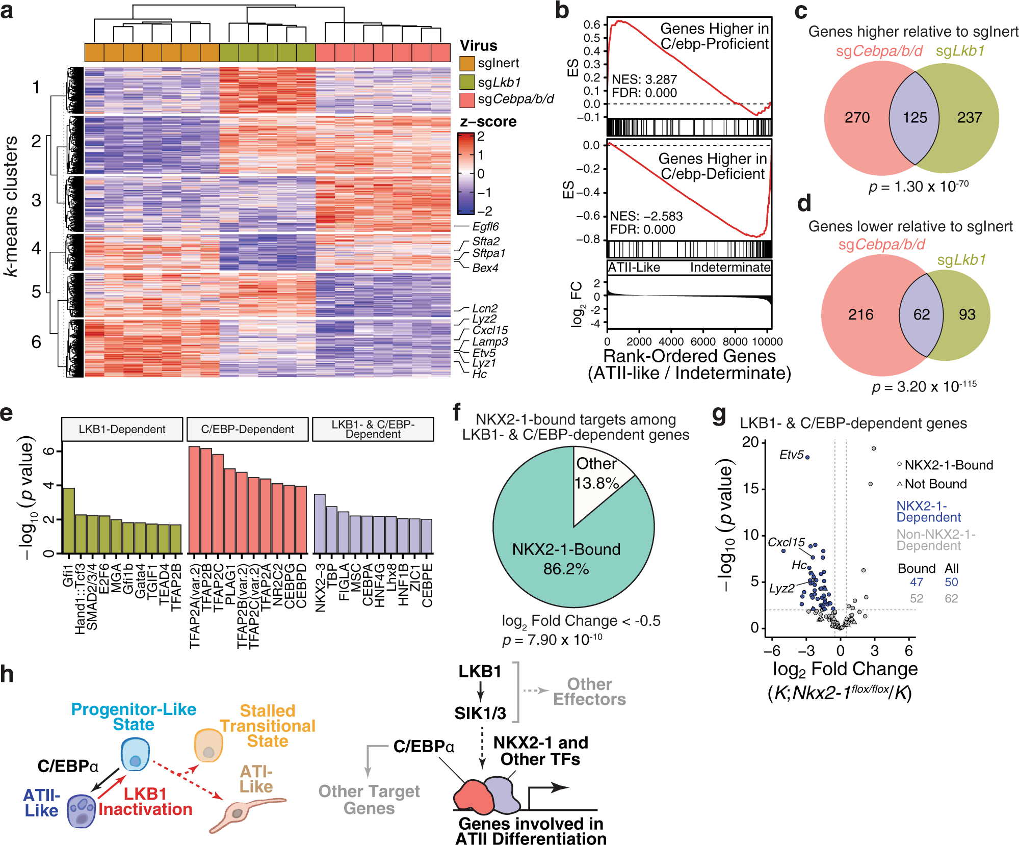 Fig. 6: C/EBP transcription factors co-regulate a subset of LKB1-dependent genes.