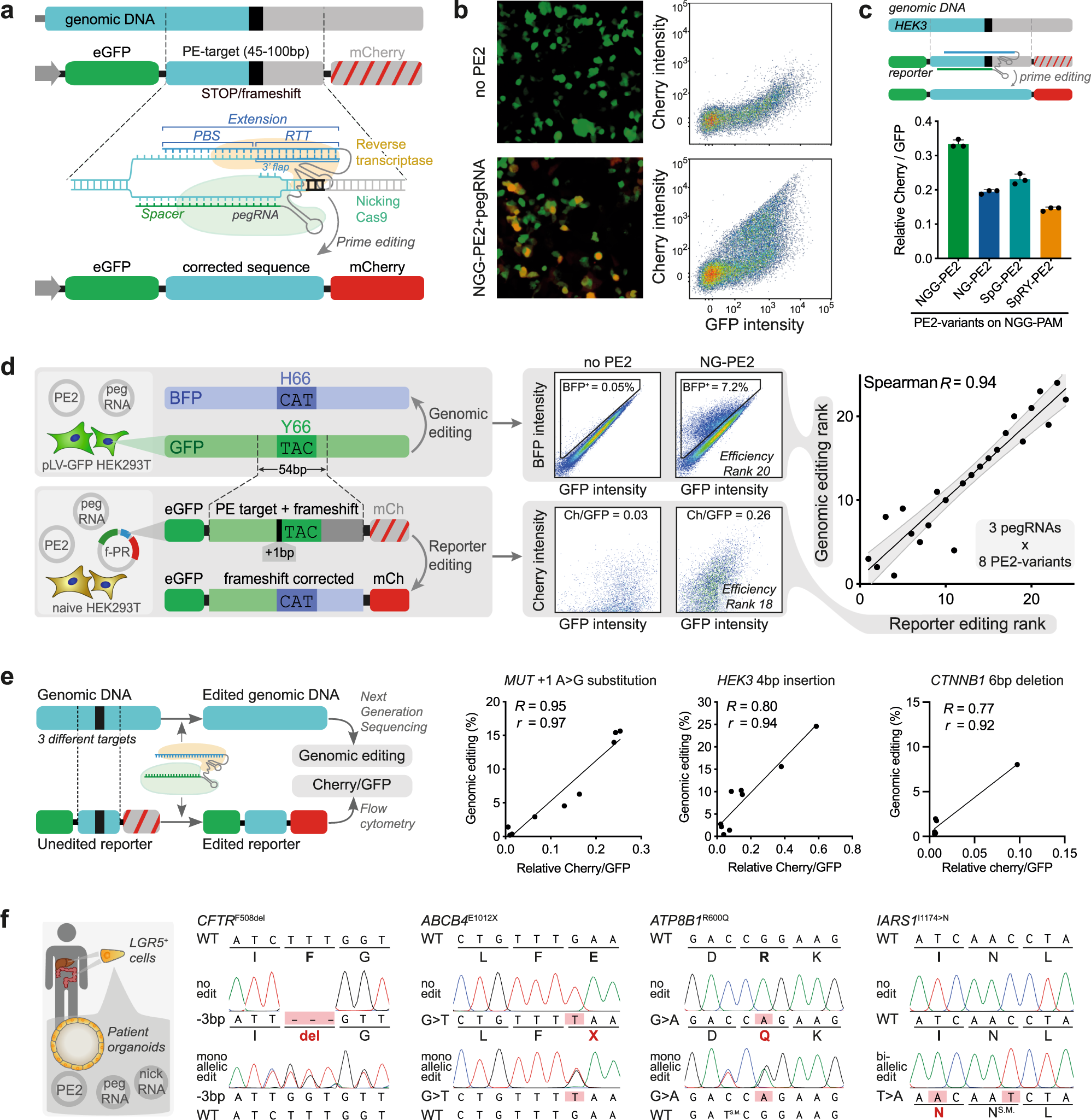 Mutation-specific reporter for optimization and enrichment of prime editing  | Nature Communications