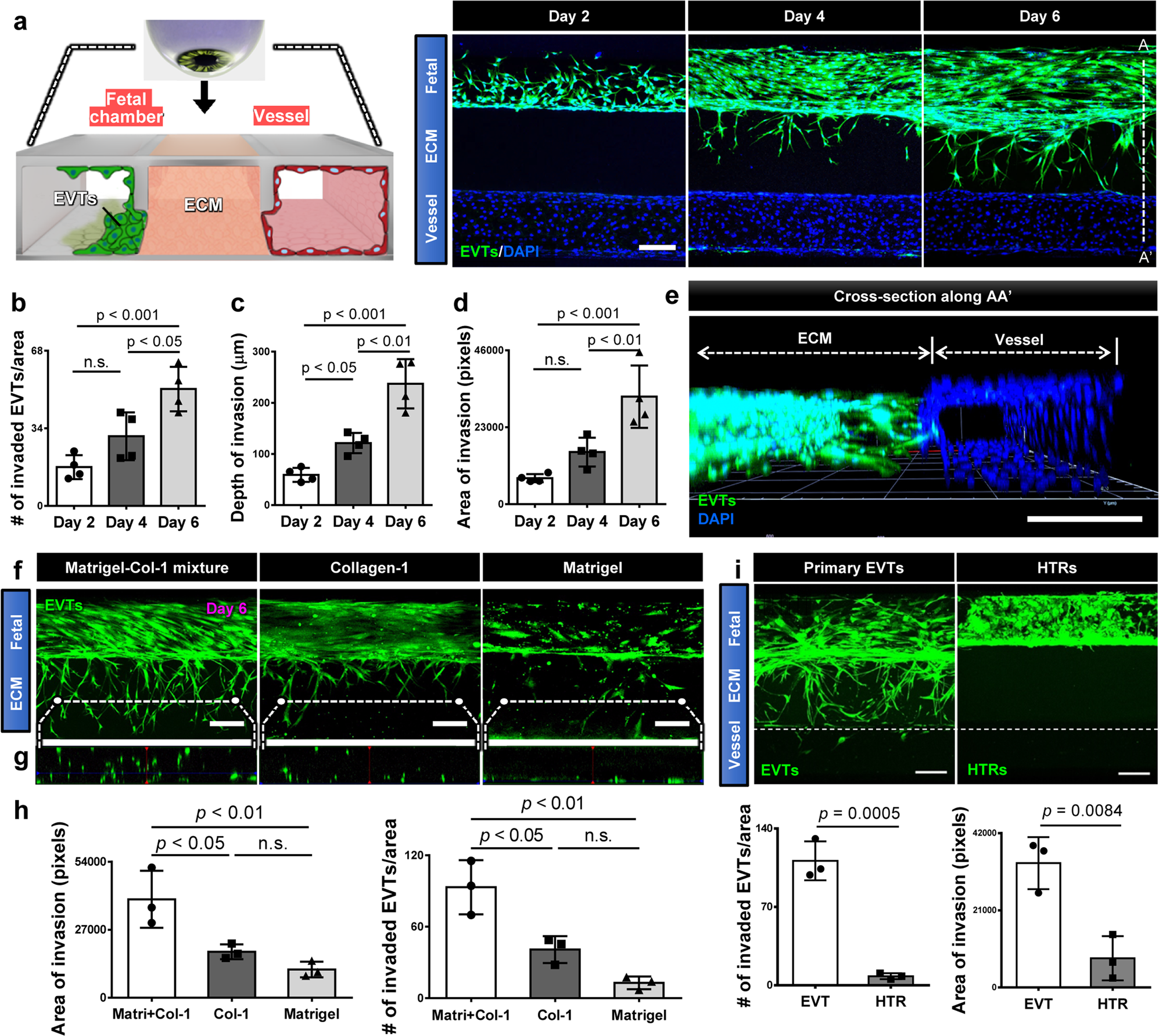 Fig. 2: EVT invasion in the implantation-on-a-chip.