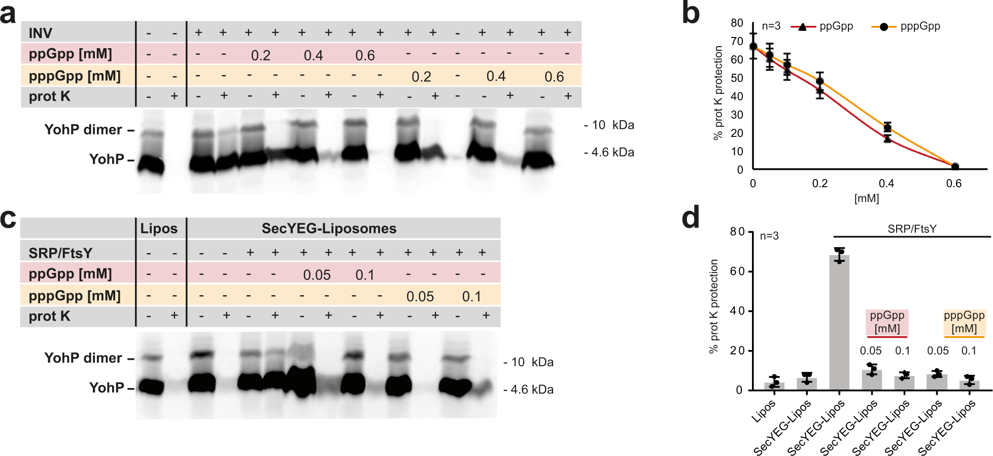 Inhibition of SRP-dependent protein secretion by the bacterial alarmone  (p)ppGpp | Nature Communications