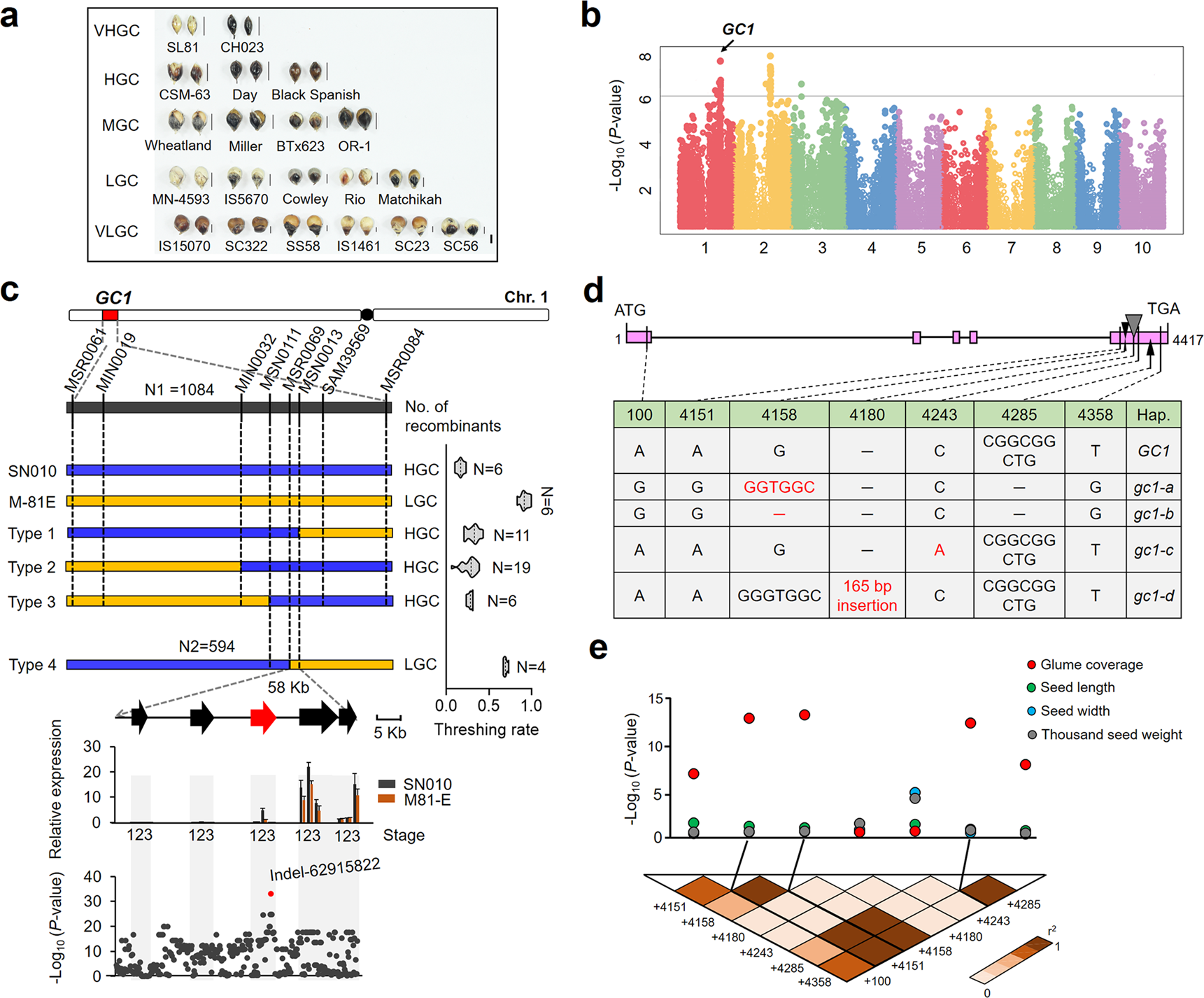 Fig. 1: Natural variations in GC1 are highly associated with glume coverage in sorghum.
