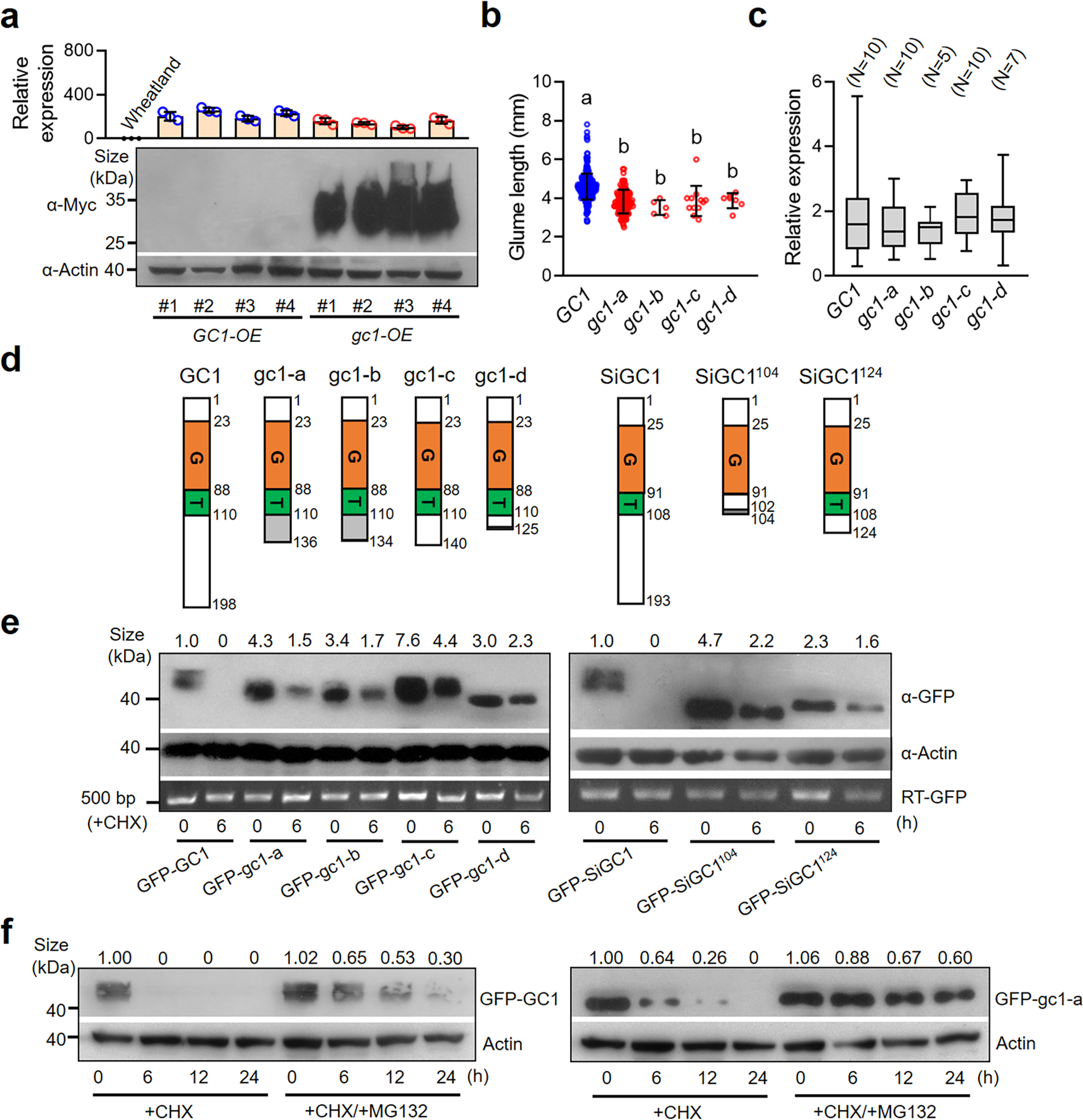 Fig. 3: The C-terminal truncated gc1 confers low glume coverage by accumulating higher protein level.