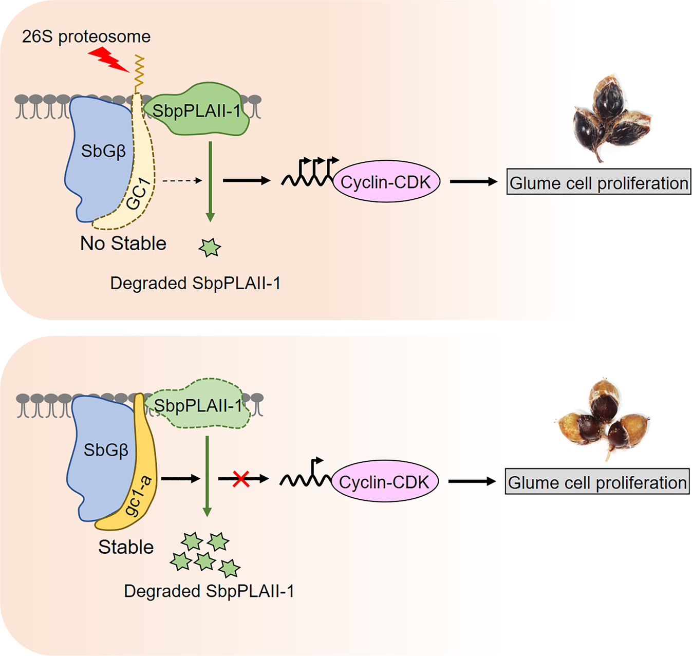 Fig. 7: A proposed working model for GC1 regulates SbpPLAII-1 degradation and controls glume coverage.