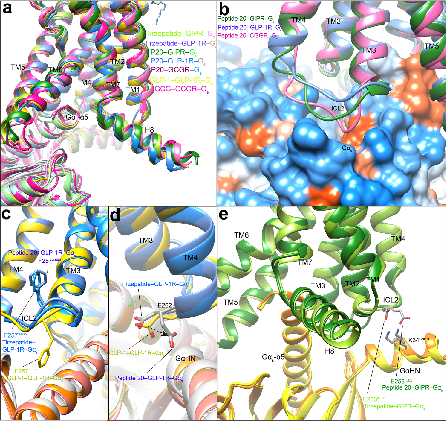 Fig. 6: G protein coupling of multi-targeting agonist-bound GIPR, GLP-1R and GCGR.