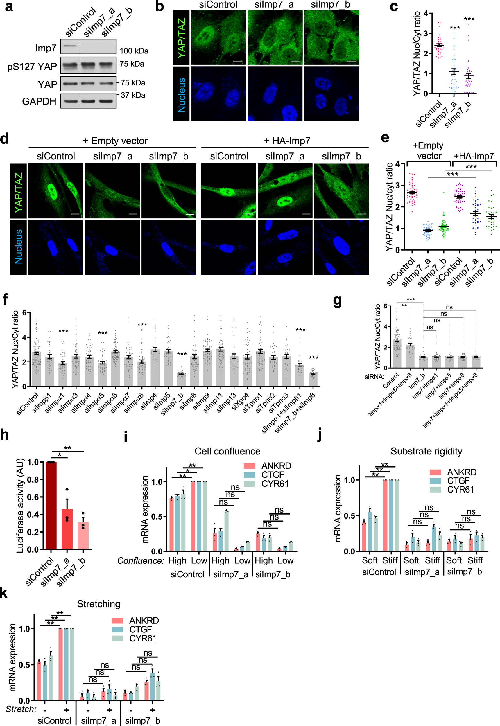 Fig. 5: Imp7 is required for YAP/TAZ nuclear accumulation in cells, and YAP function in gene expression.