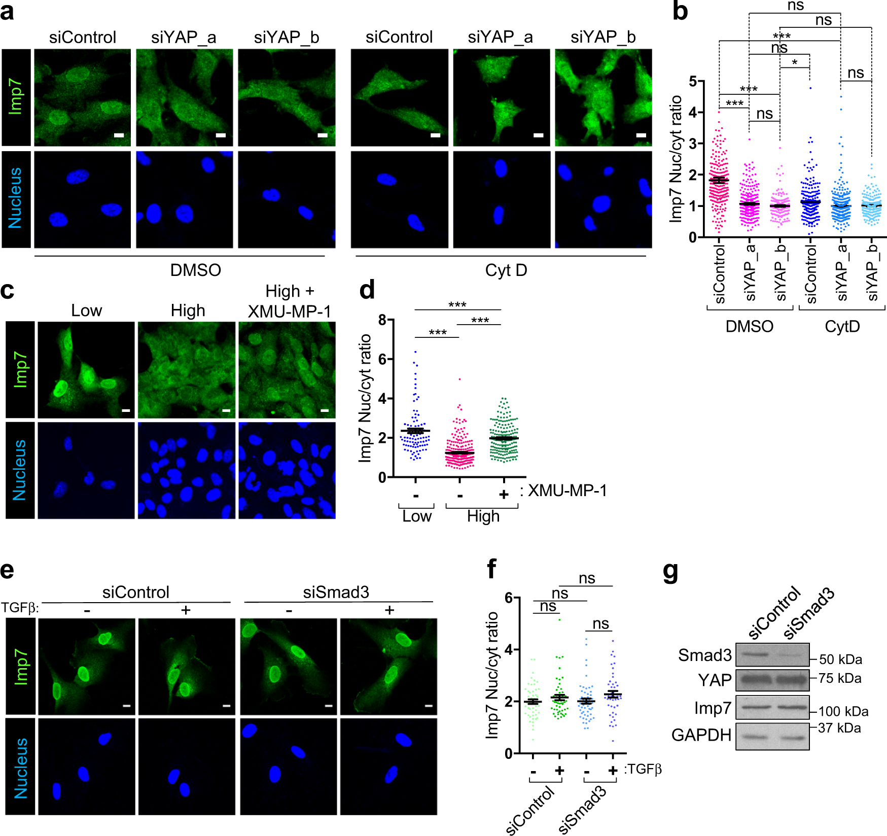 Fig. 8: YAP determines Imp7 mechanoresponse.