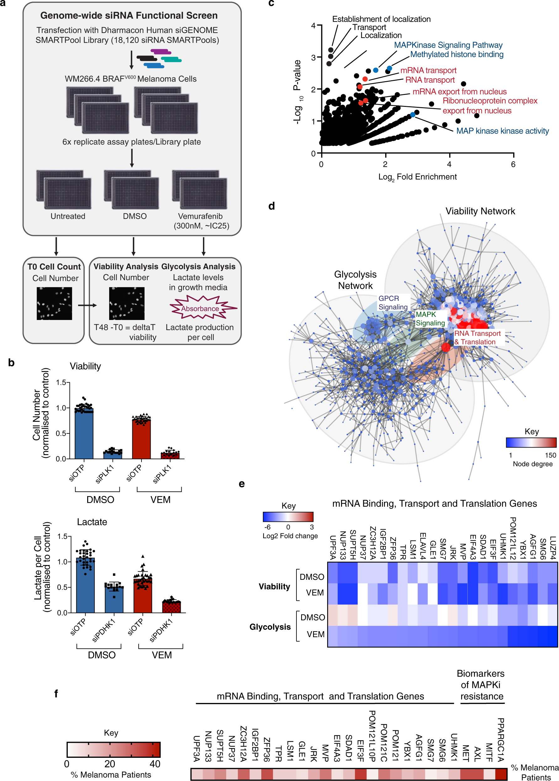 Adaptive translational reprogramming of metabolism limits the response to  targeted therapy in BRAFV600 melanoma | Nature Communications