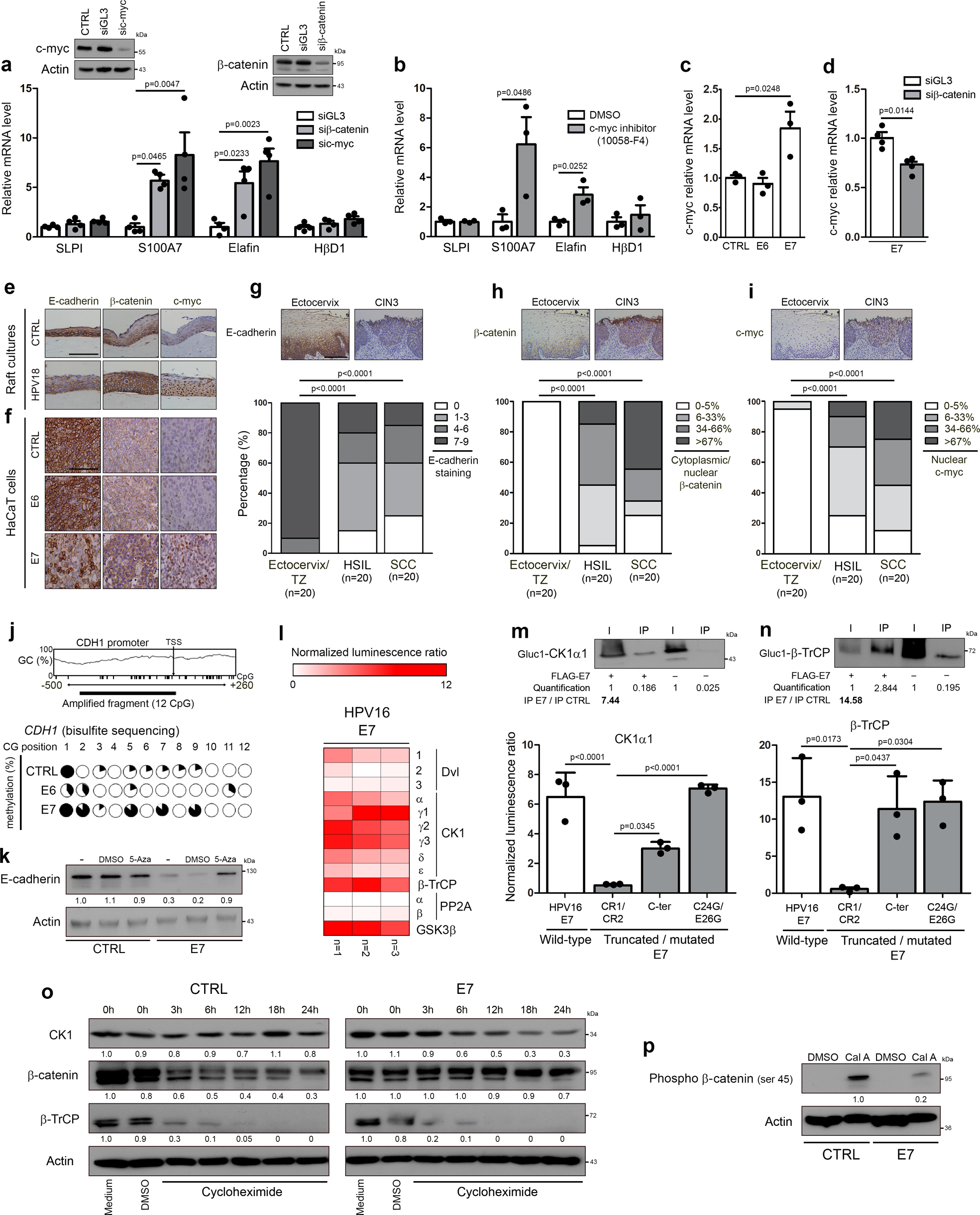 Fig. 4: E7 viral oncoprotein inhibits constitutive innate peptide expression (elafin and S100A7) through promoting β-catenin stabilization/signaling and subsequent c-myc expression.