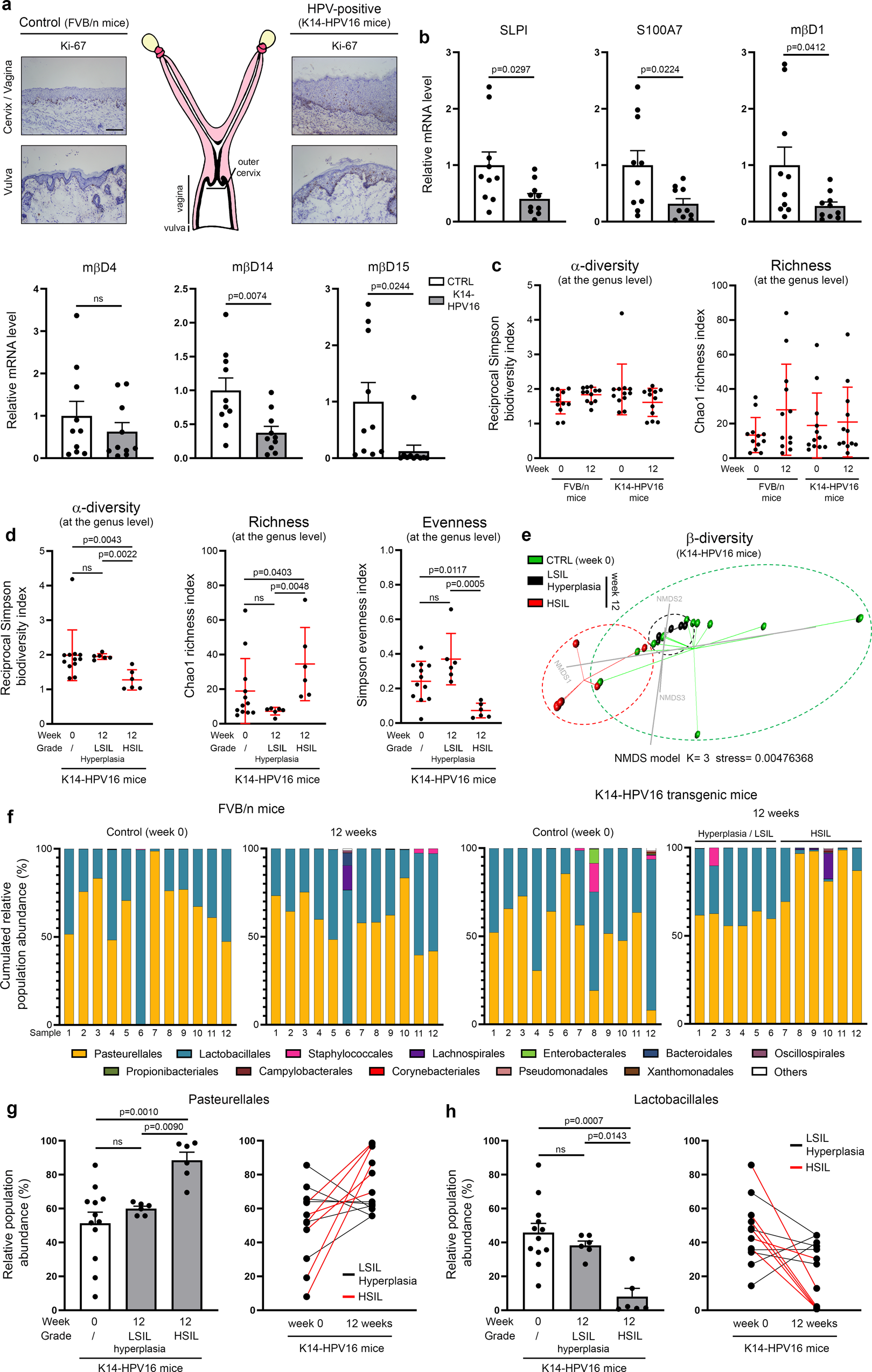 Fig. 7: Estrogen-induced cervical/vaginal carcinogenesis in transgenic mice expressing HPV16 induces an imbalance in the vaginal microflora.