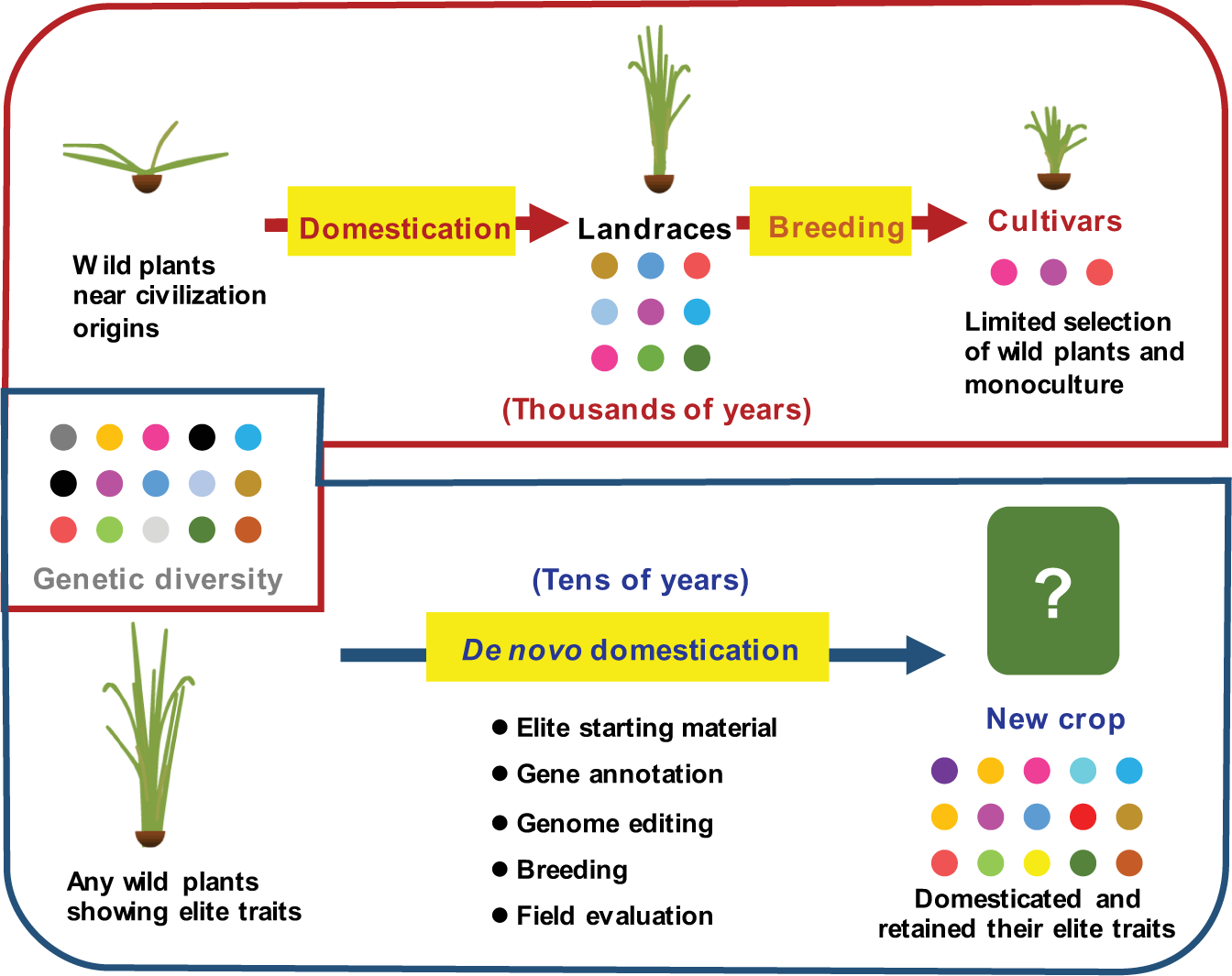 Domestication of the Plant. Crop breeding. How to understand the process of Domestication in Plants. The best schematic breeding in Plant. Plant breeding