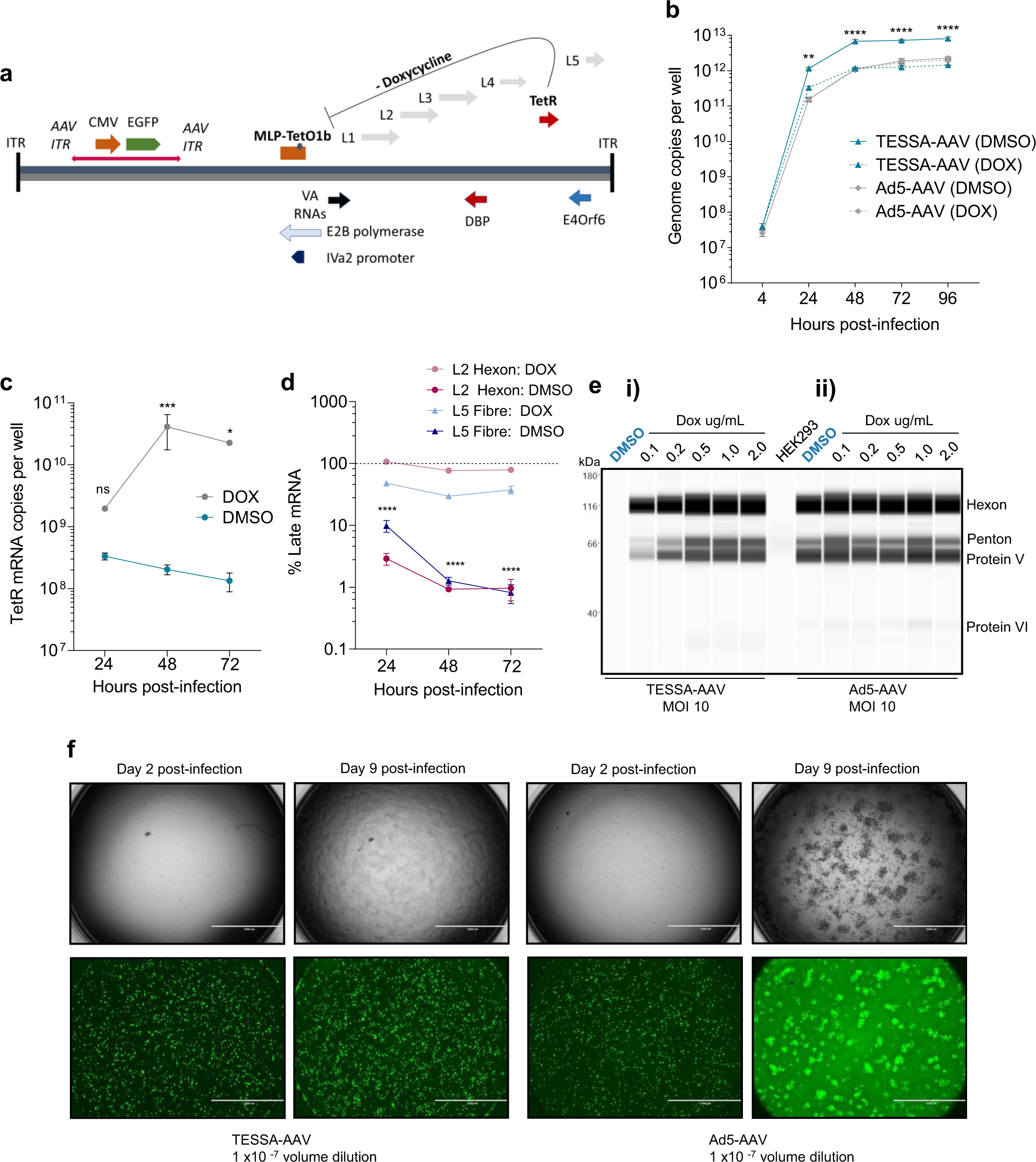 Self-attenuating adenovirus enables production of recombinant  adeno-associated virus for high manufacturing yield without contamination |  Nature Communications