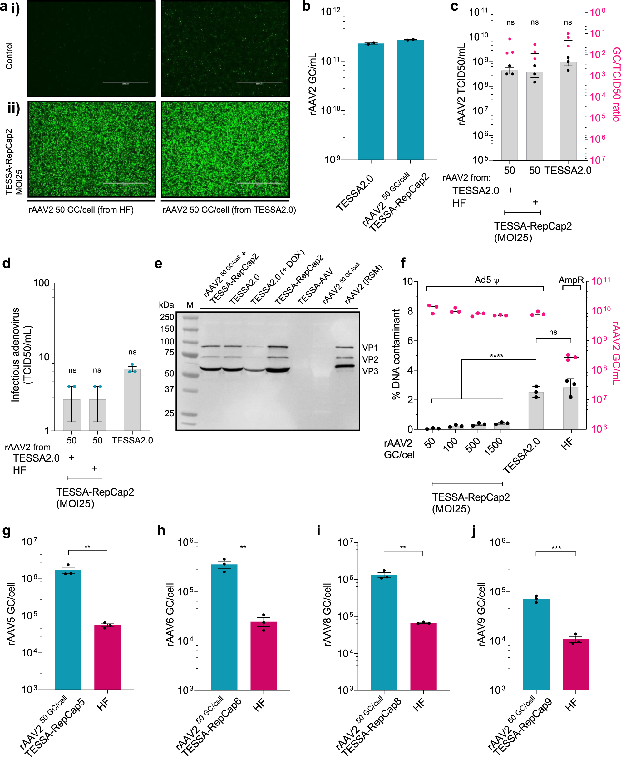 Fig. 4: Propagation of rAAV using TESSA-RepCap in HEK293 cells.