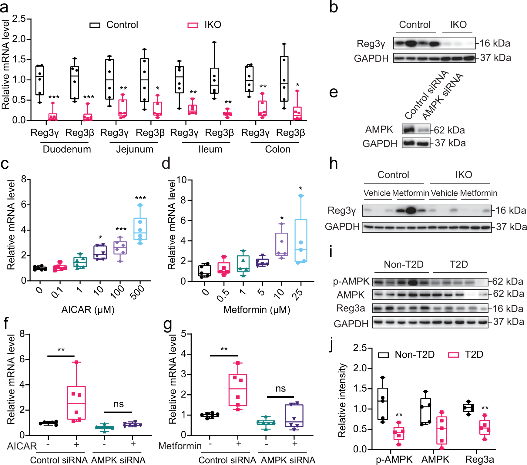 Fig. 3: Intestinal AMPKα1 regulates the AMP Reg3.