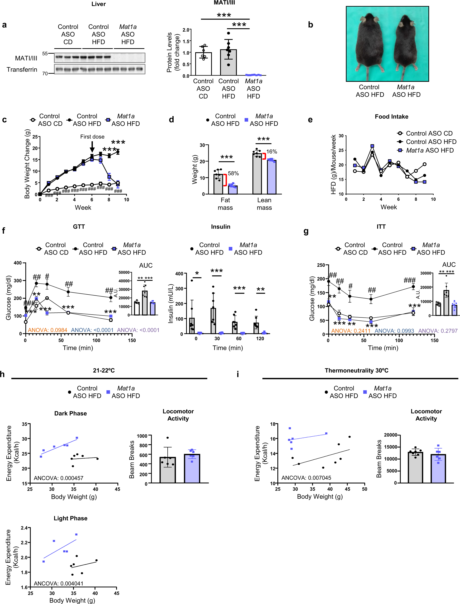 Methionine Adenosyltransferase 1a Antisense Oligonucleotides Activate The Liver Brown Adipose Tissue Axis Preventing Obesity And Associated Hepatosteatosis Nature Communications Methionine Adenosyltransferase 1a Antisense Oligonucleotides Activate The Liver Brown Adipose Tissue Axis Preventing Obesity And Associated Hepatosteatosis Nature Communications