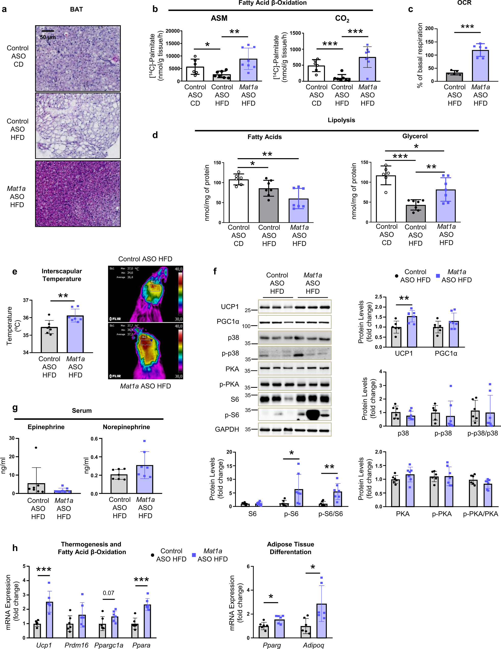 Fig. 2: Mat1a antisense oligonucleotides induce thermogenesis in brown adipose tissue (BAT).