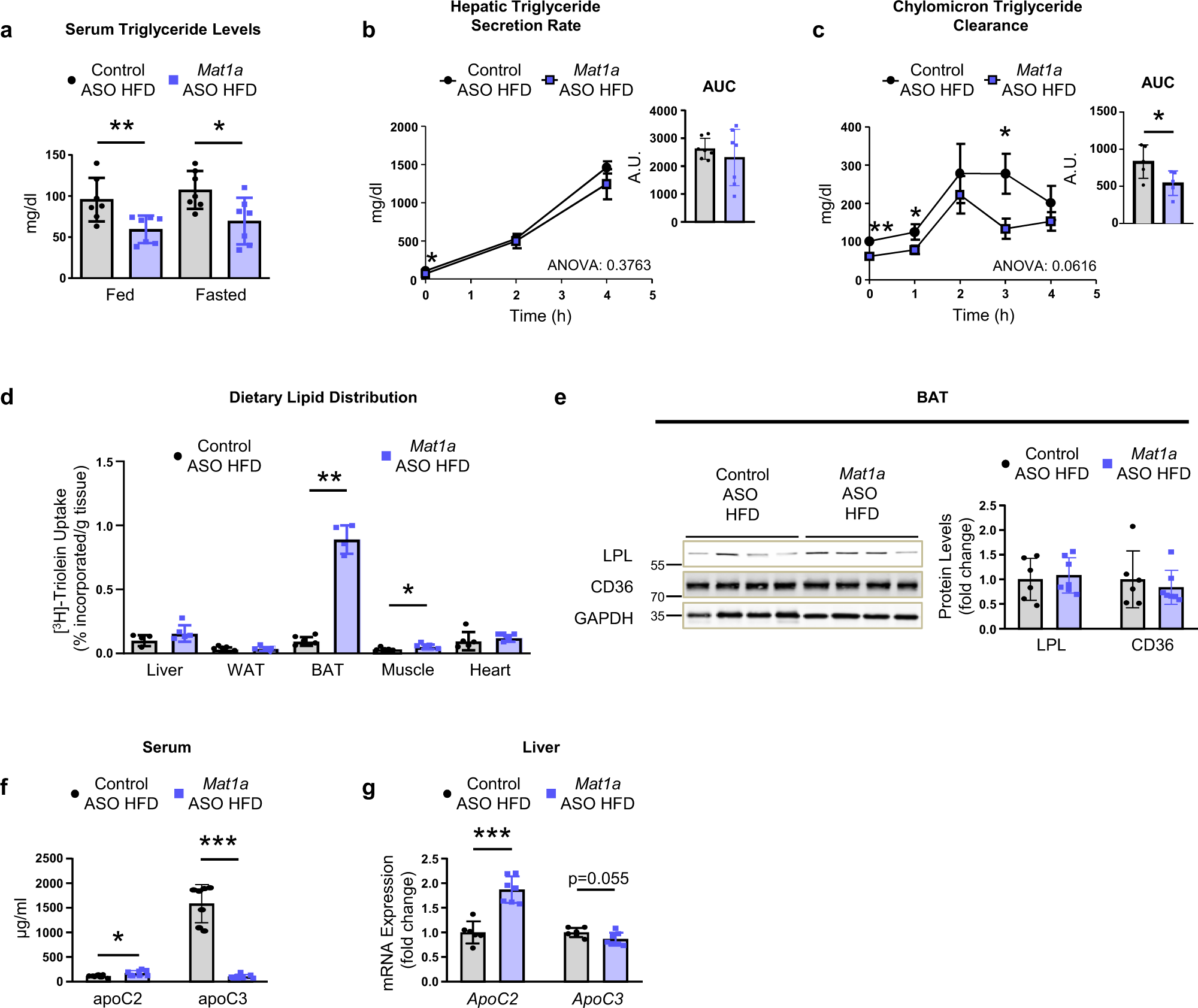 Fig. 4: Mat1a antisense oligonucleotides channel plasma lipids towards the brown adipose tissue (BAT).
