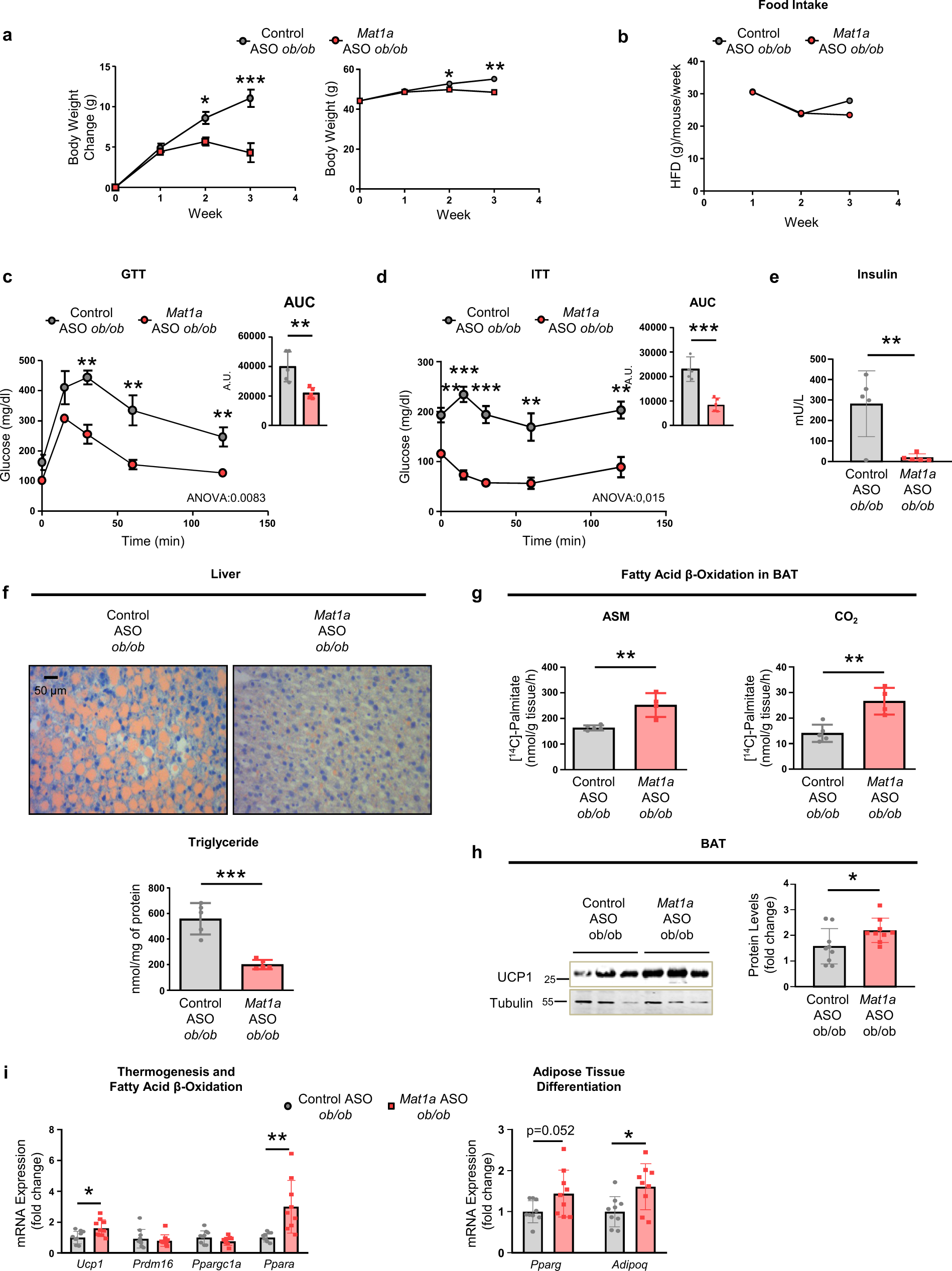Fig. 5: Mat1a antisense oligonucleotides reverse obesity and hepatoesteatosis in ob/ob mice.