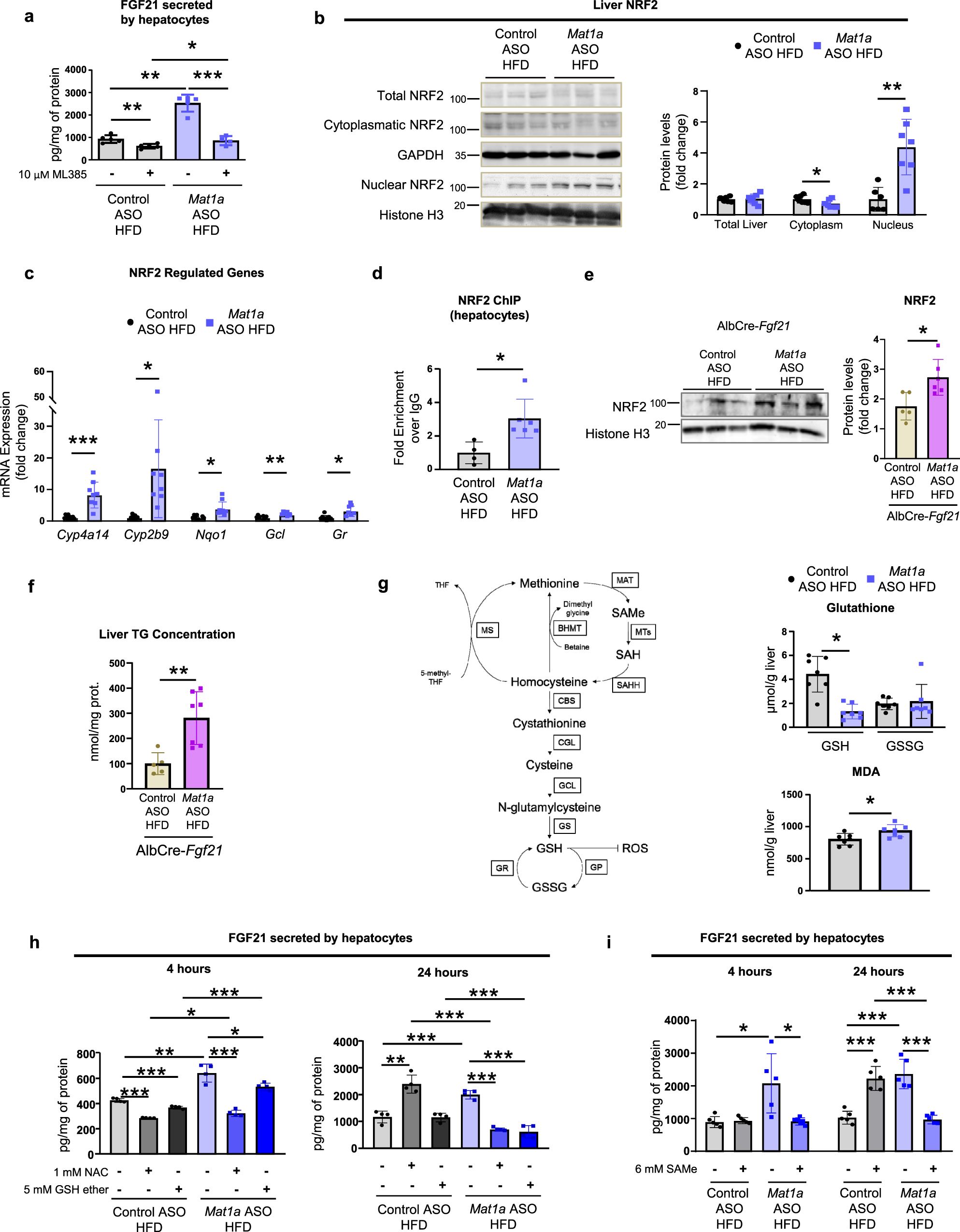 Fig. 7: Nuclear factor E2-related factor 2 (NRF2) mediates Mat1a antisense oligonucleotide-induced FGF21 hepatocyte secretion.