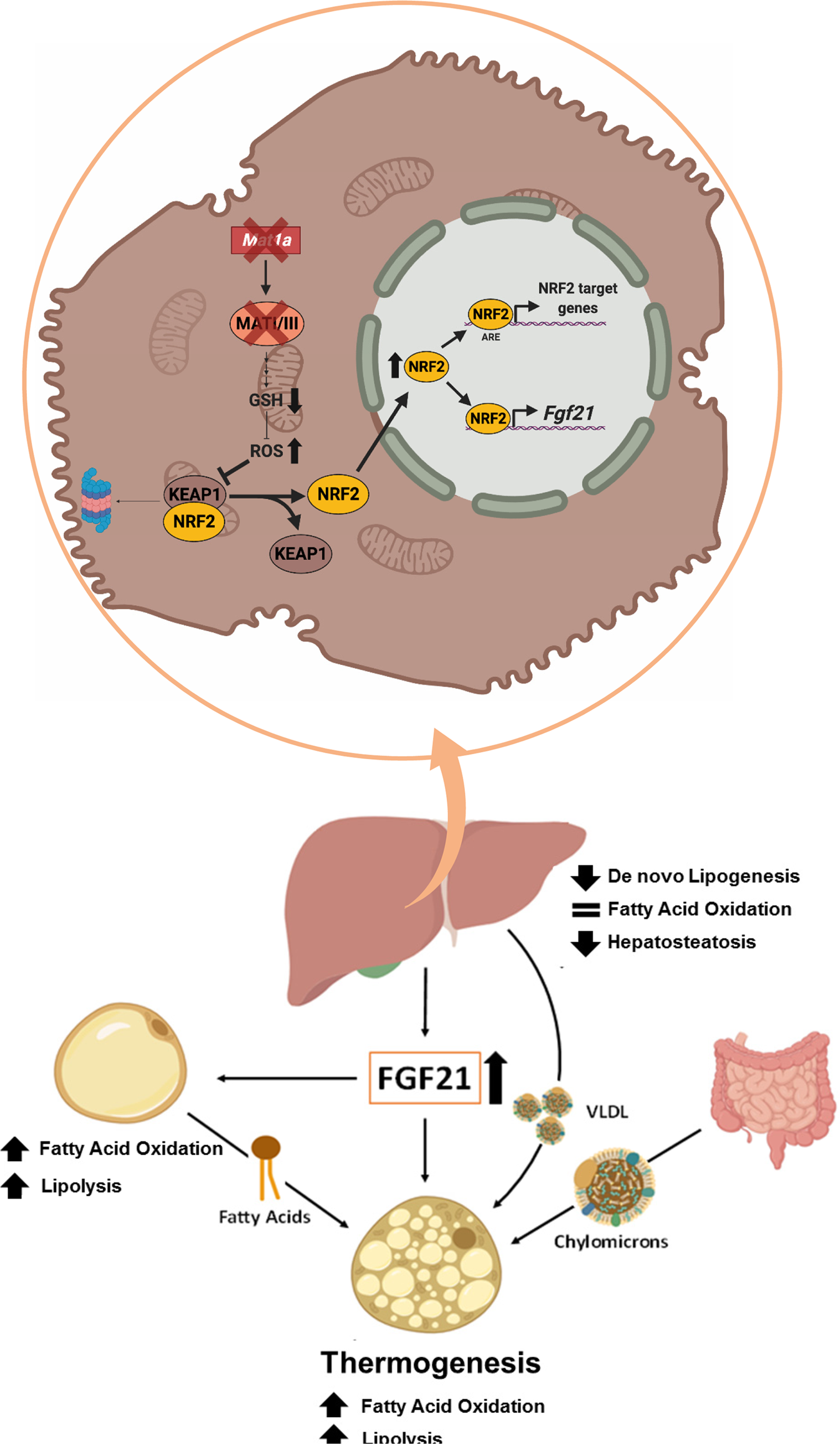 Fig. 8: Proposed model of reversion of obesity and obesity-related hepatosteatosis by Mat1a antisense oligonucleotides.