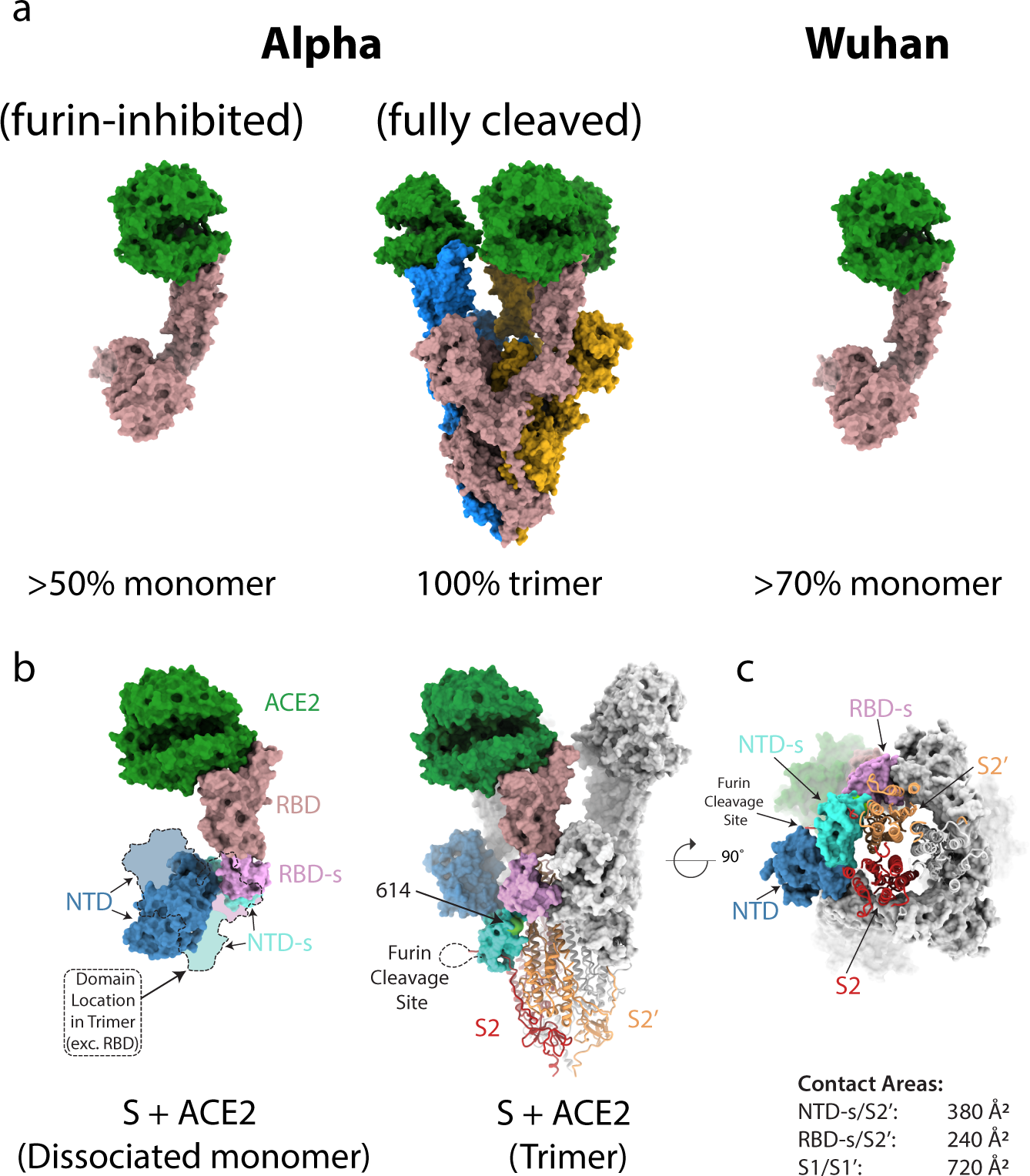 Evolution of the SARS-CoV-2 spike protein in the human host | Nature  Communications